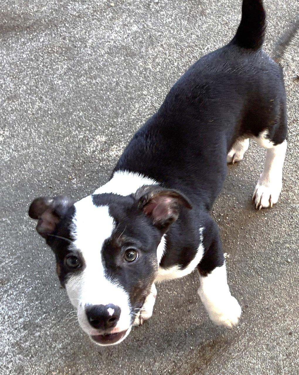 Enlarge DRAKE, a Adoptable mixed breed in fort worth, TX image 2/6