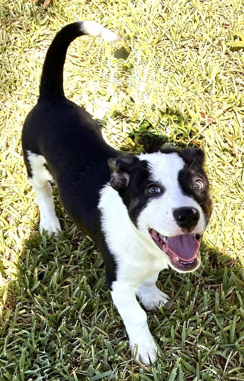Enlarge DRAKE, a Adoptable mixed breed in fort worth, TX image 4/6