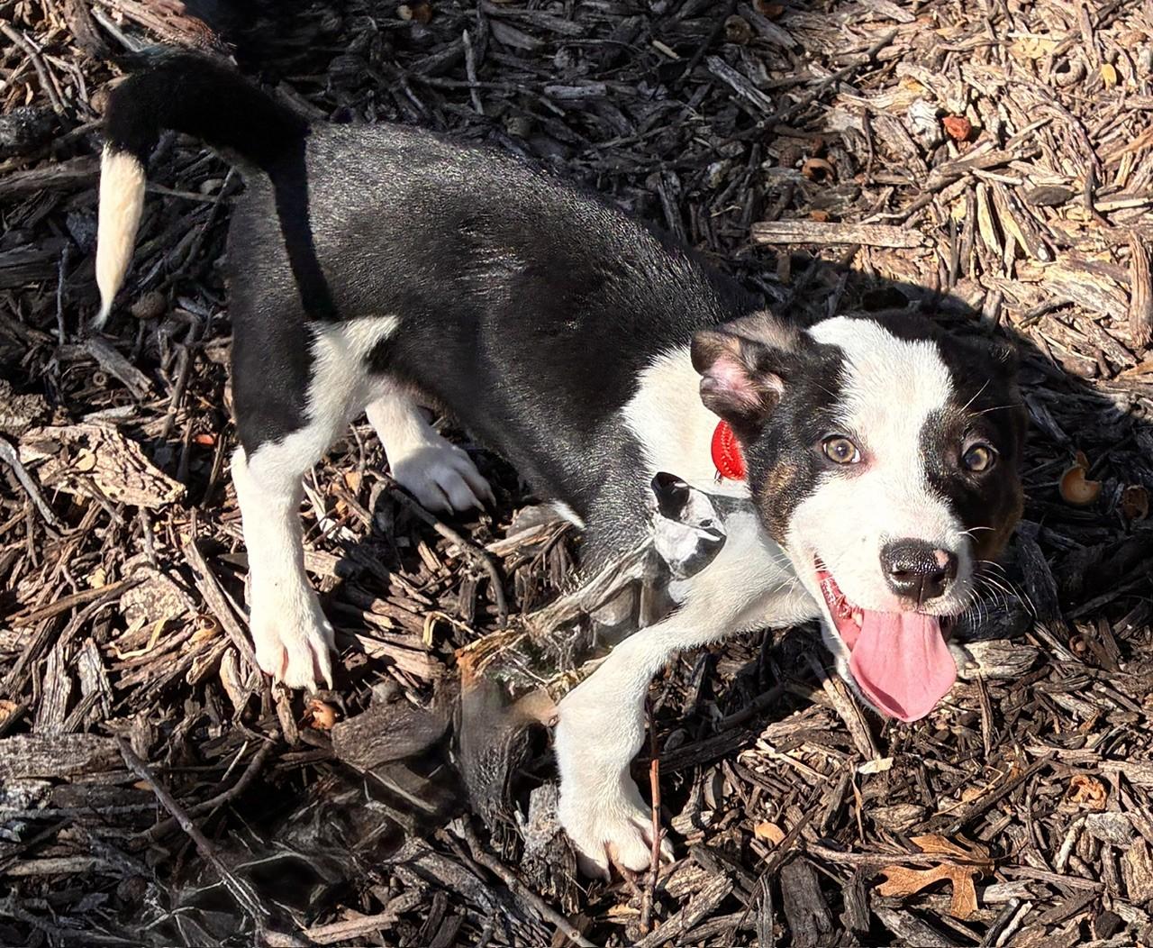 Enlarge DRAKE, a Adoptable mixed breed in fort worth, TX image 5/6