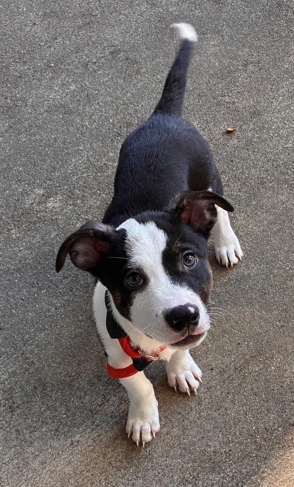 Enlarge DRAKE, a Adoptable mixed breed in fort worth, TX image 6/6