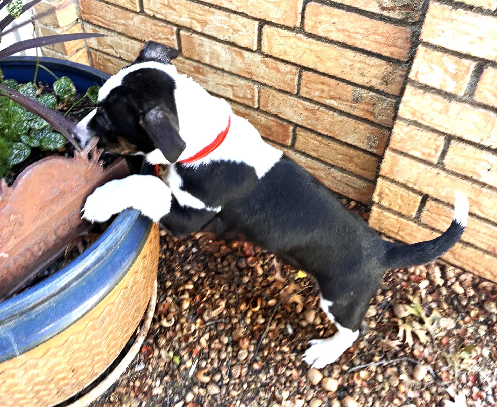DRAKE, Adoptable, Puppy Male Pembroke Welsh Corgi & Australian Cattle Dog / Blue Heeler.
