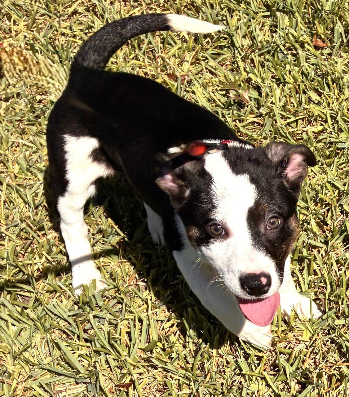 Enlarge DRAKE, a Adoptable mixed breed in fort worth, TX image 3/6