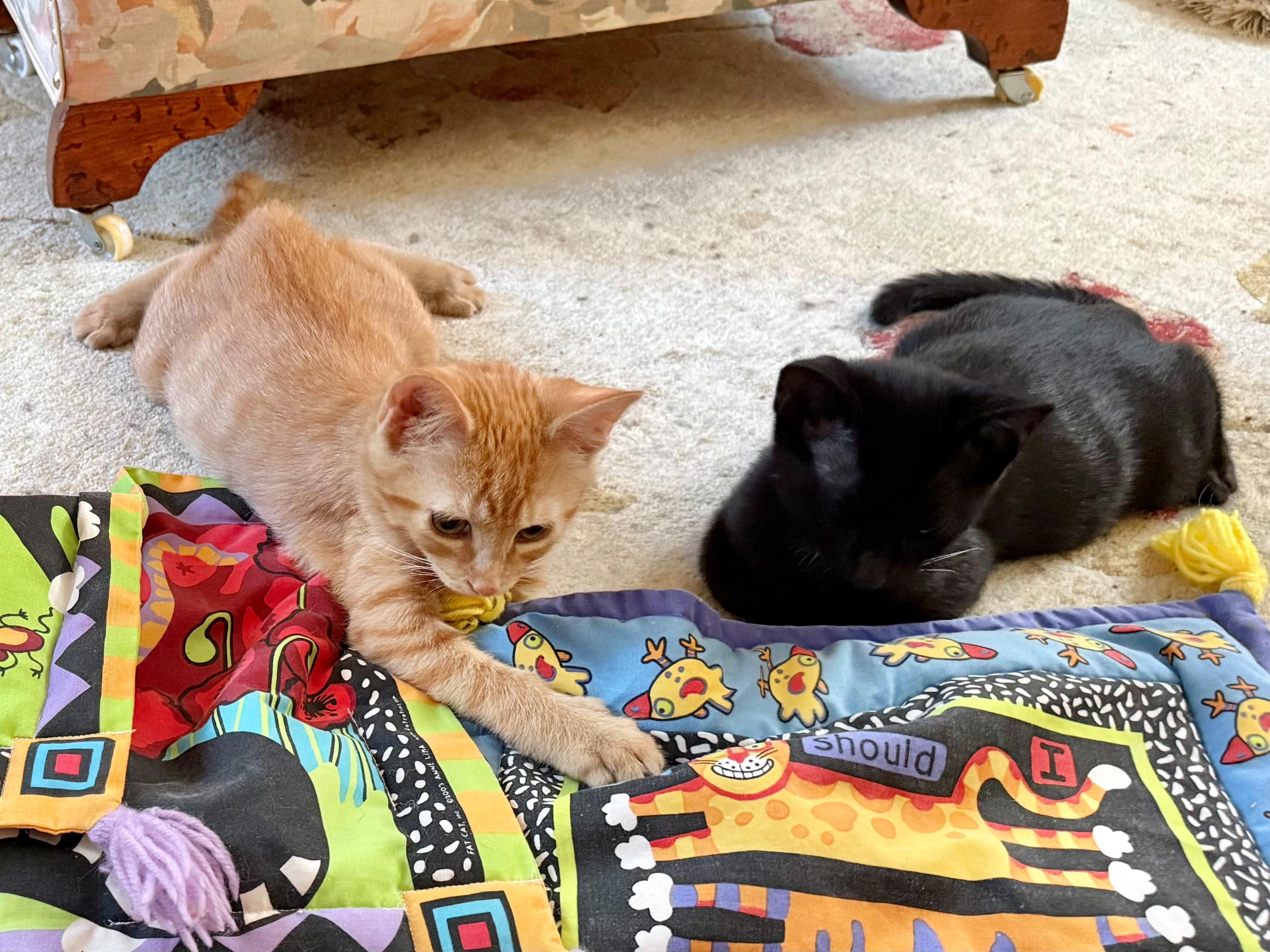 Fawn & Doe, Adoptable, Kitten Male Domestic Short Hair.