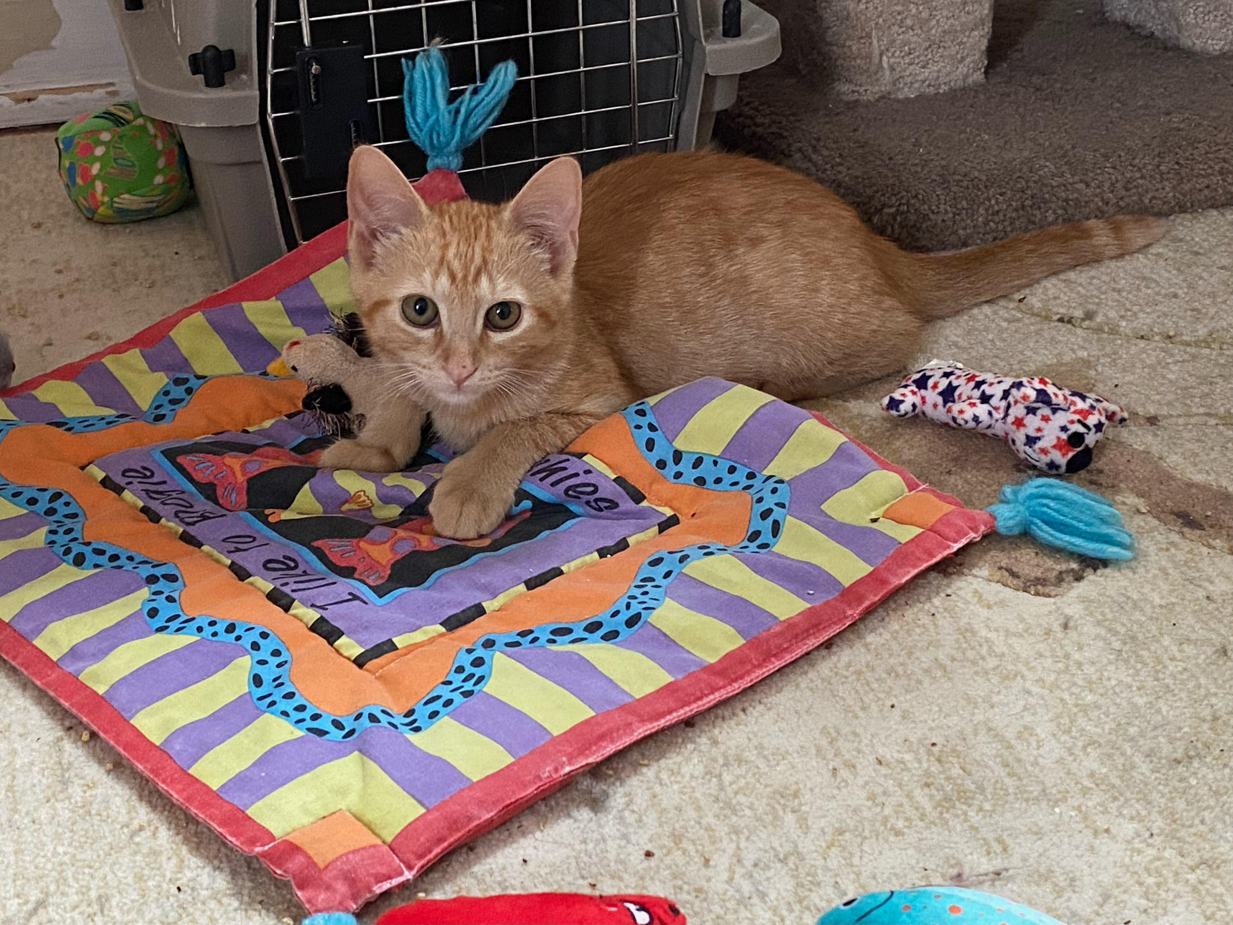 Enlarge Fawn & Doe, a Adoptable Domestic Short Hair in New Britain, CT image 3/3