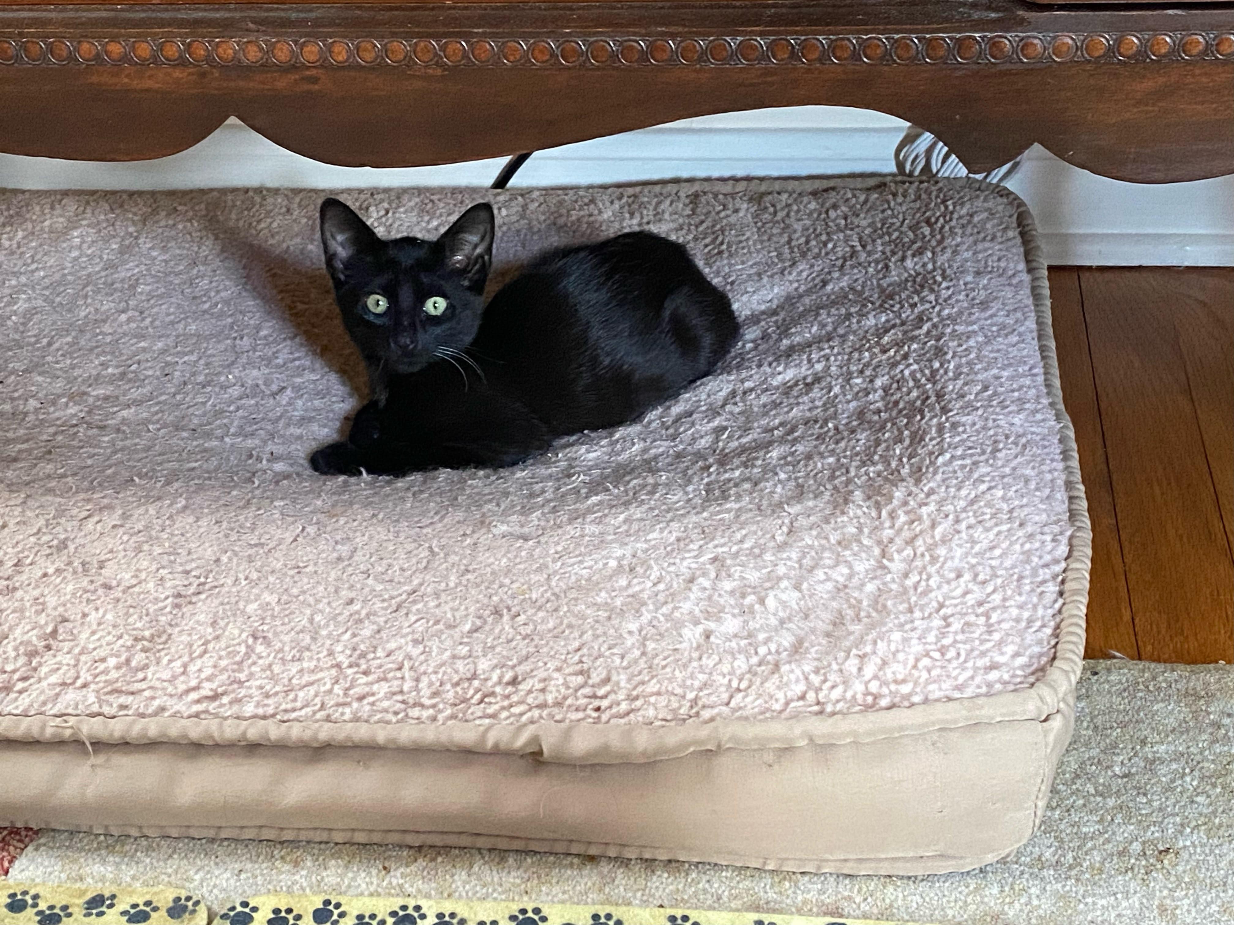 Enlarge Fawn & Doe, a Adoptable Domestic Short Hair in New Britain, CT image 2/3