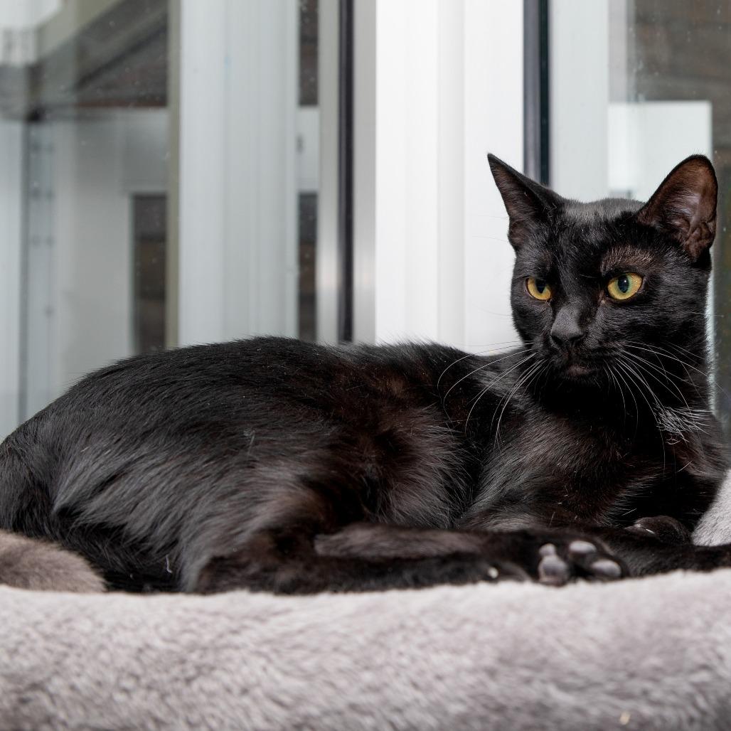 Jack Hughes, Adoptable, Young Male Domestic Short Hair.