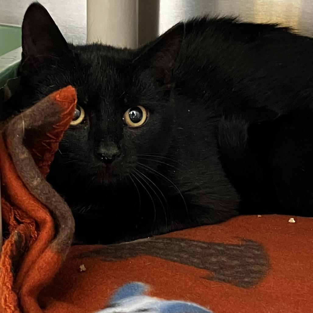 Enlarge Jack Hughes, a Adoptable Domestic Short Hair in Newark, DE image 2/6