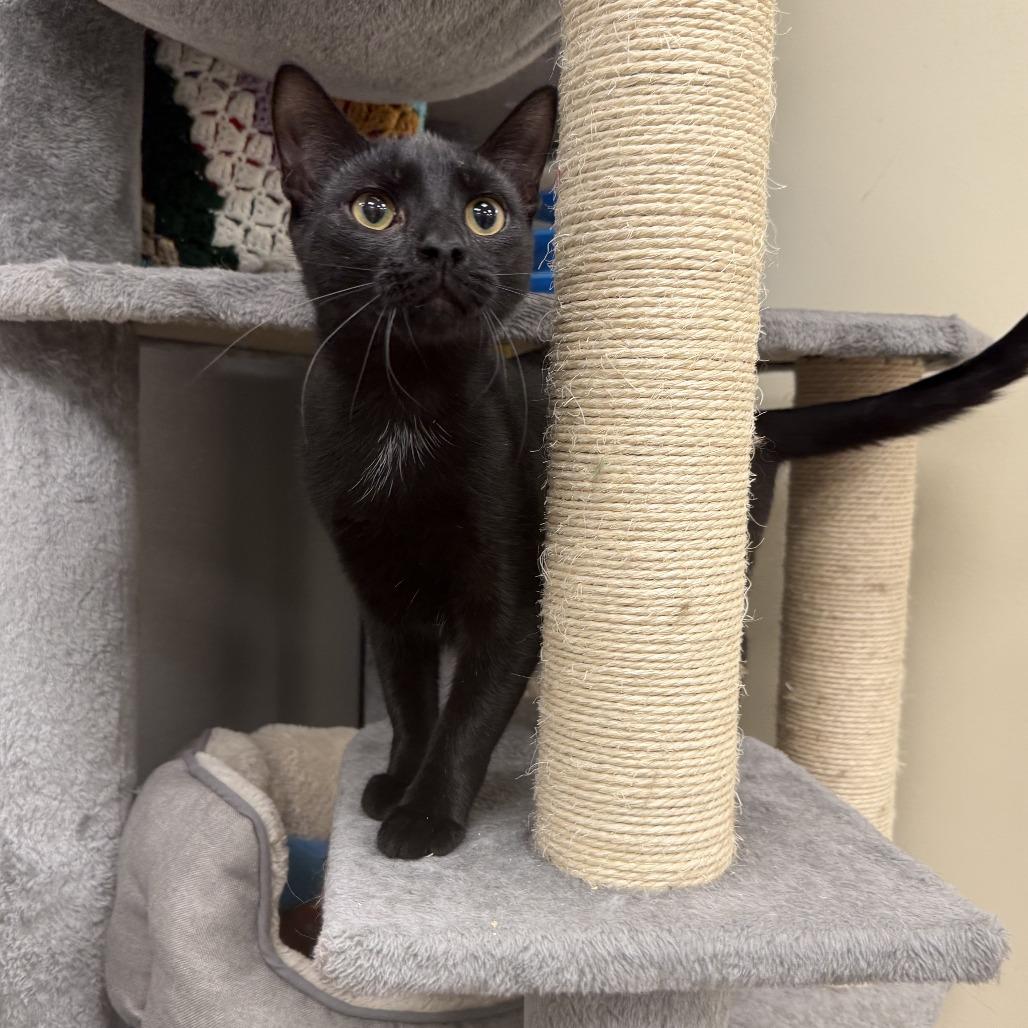Enlarge Jack Hughes, a Adoptable Domestic Short Hair in Newark, DE image 3/6