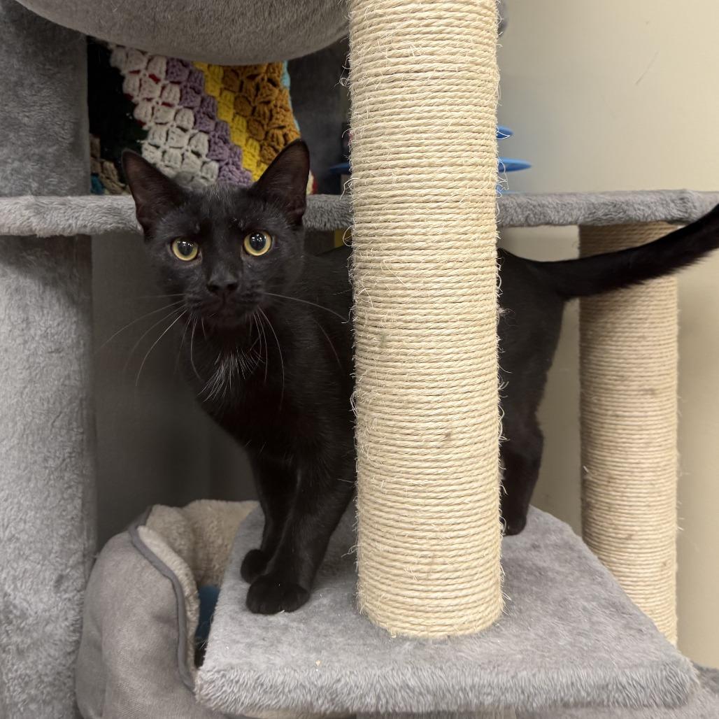 Enlarge Jack Hughes, a Adoptable Domestic Short Hair in Newark, DE image 4/6