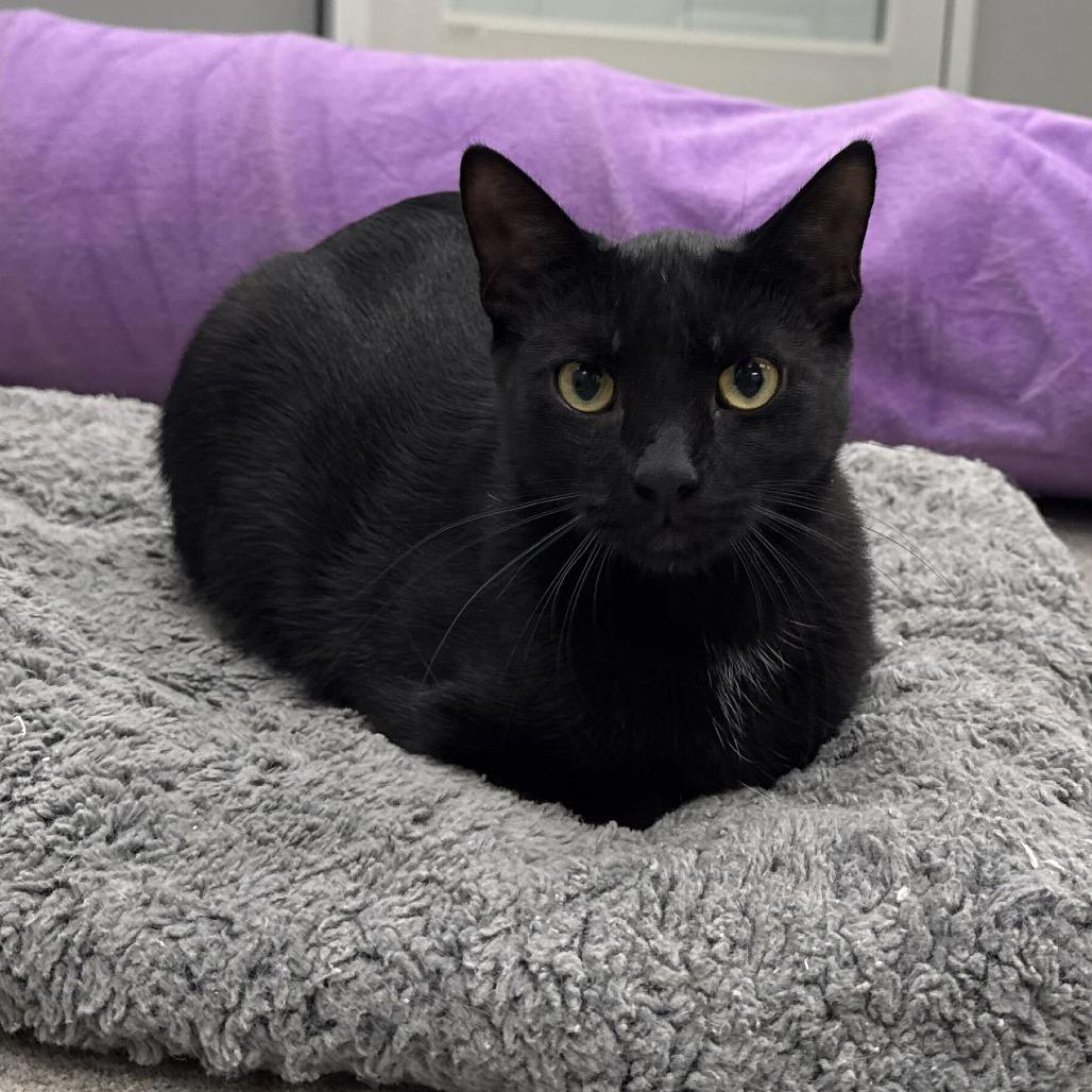 Enlarge Jack Hughes, a Adoptable Domestic Short Hair in Newark, DE image 5/6