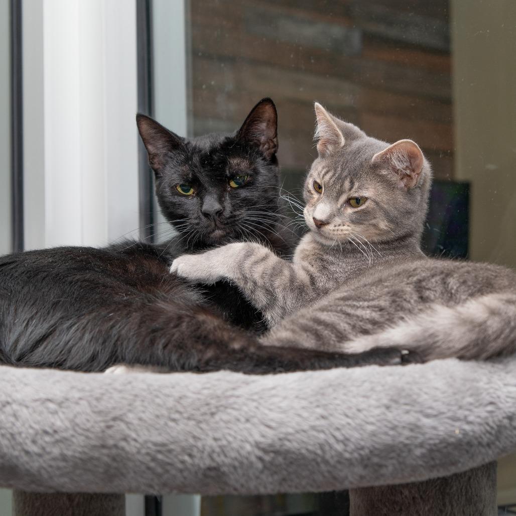 Enlarge Jack Hughes, a Adoptable Domestic Short Hair in Newark, DE image 6/6