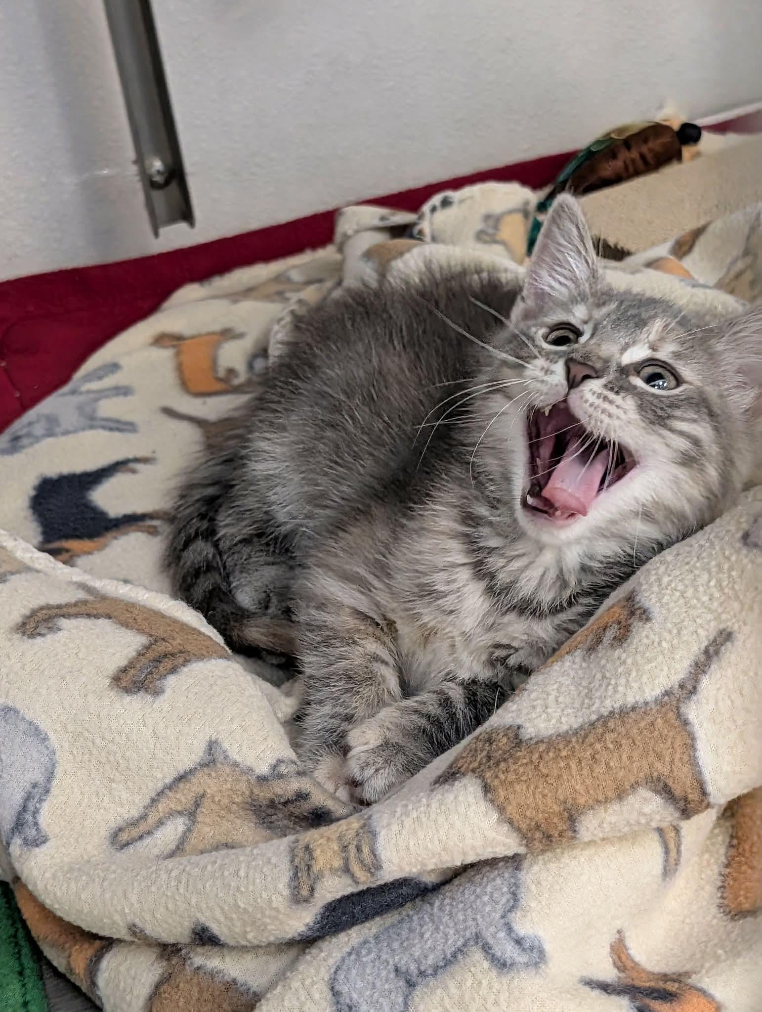 Beth, an adopted Domestic Medium Hair in Edmond, OK image 2/3