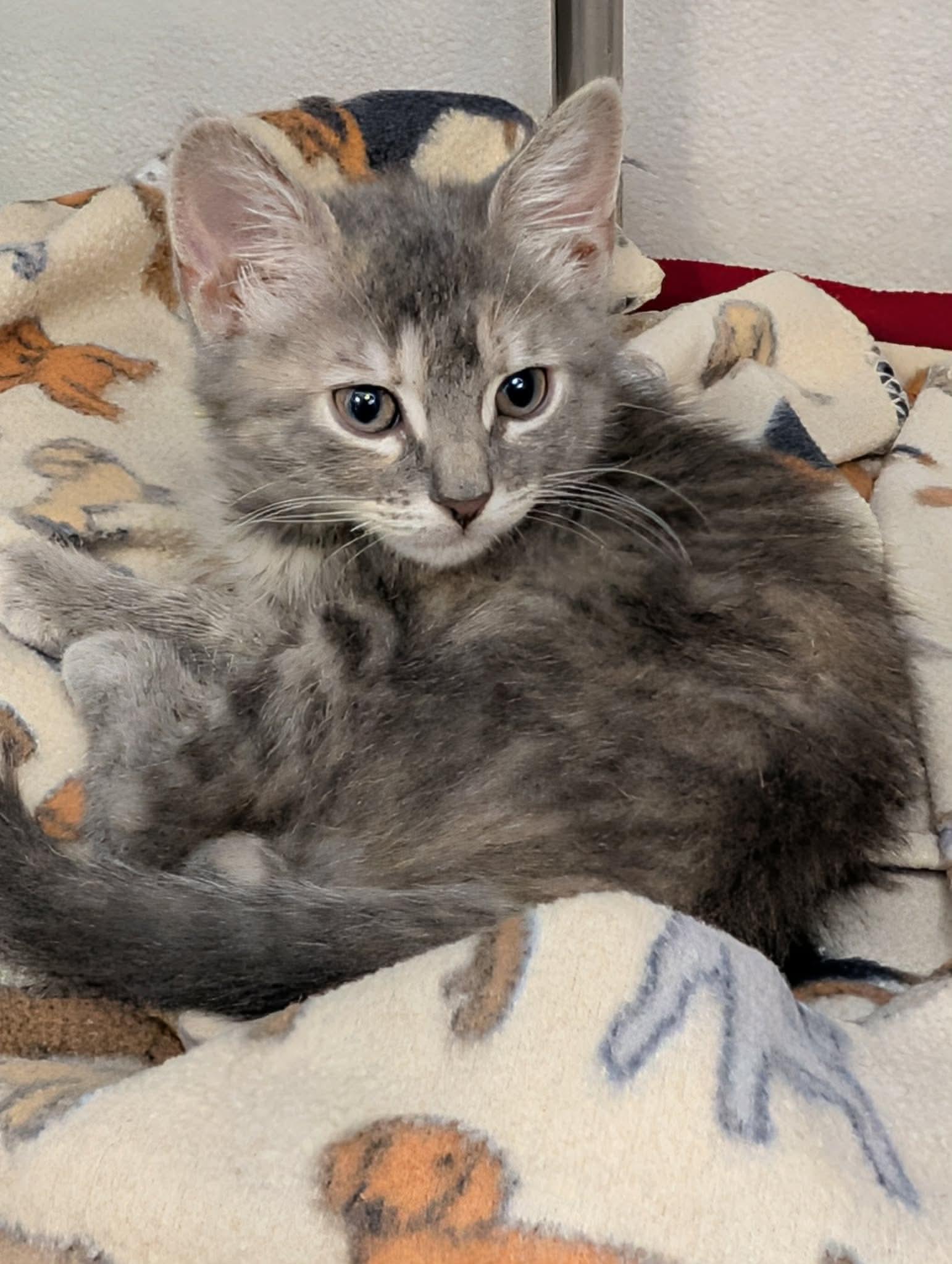Beth, adopted, Young Female Domestic Medium Hair.