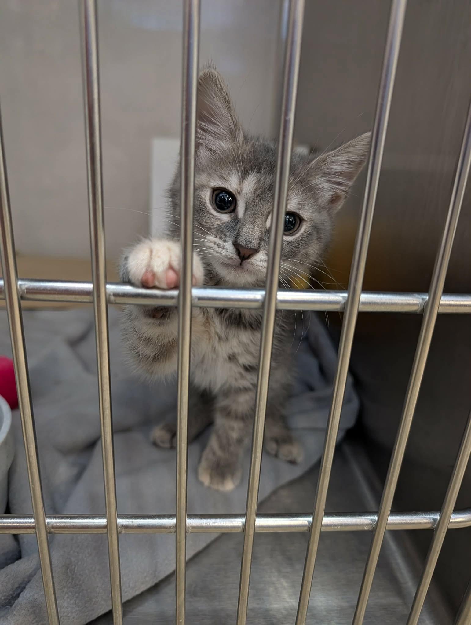 Beth, an adopted Domestic Medium Hair in Edmond, OK image 3/3