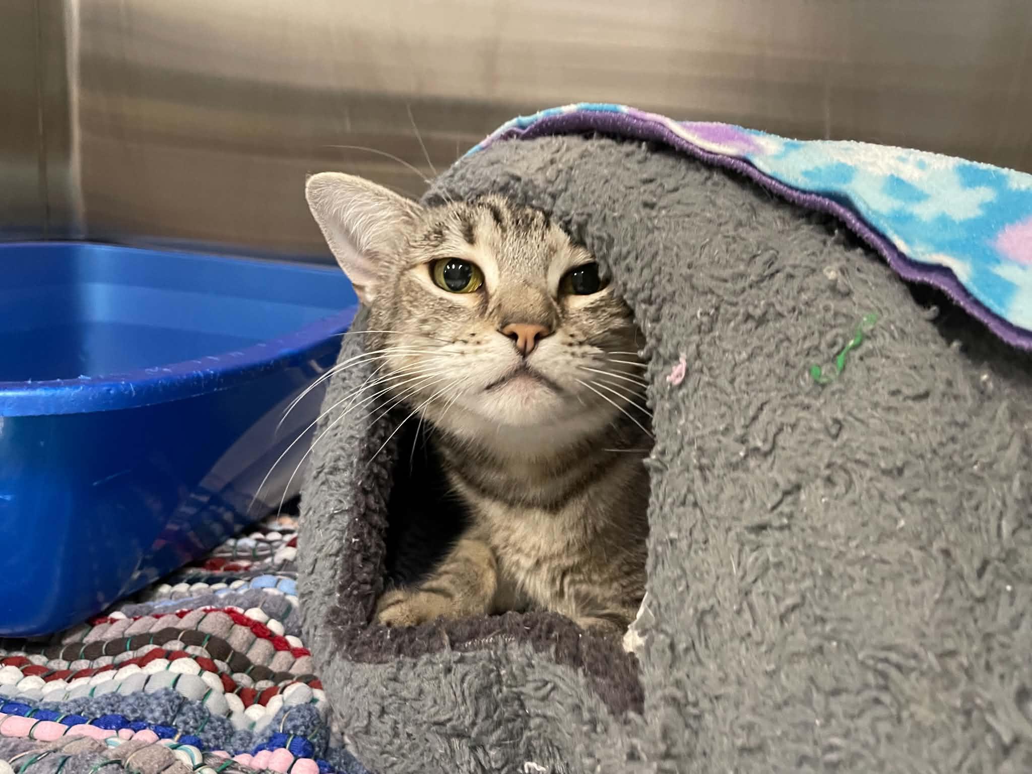 Enlarge Claude, a Adoptable Domestic Short Hair in Medford, OR image 2/3