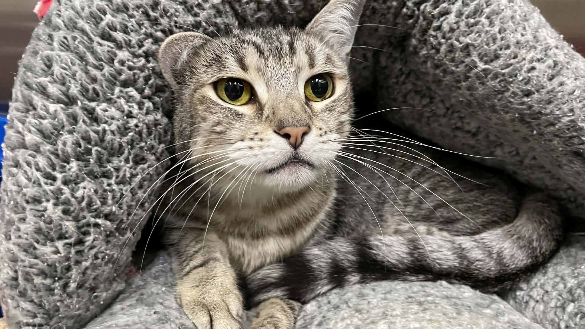 Enlarge Claude, a Adoptable Domestic Short Hair in Medford, OR image 3/3