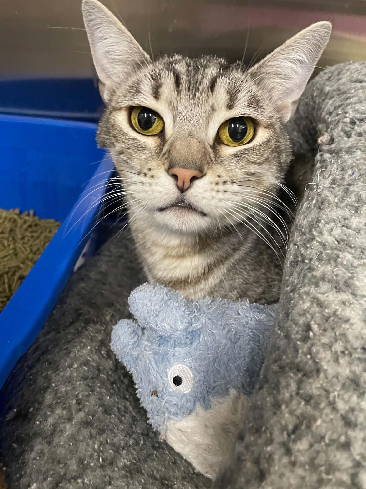 Claude, Adoptable, Adult Female Domestic Short Hair.