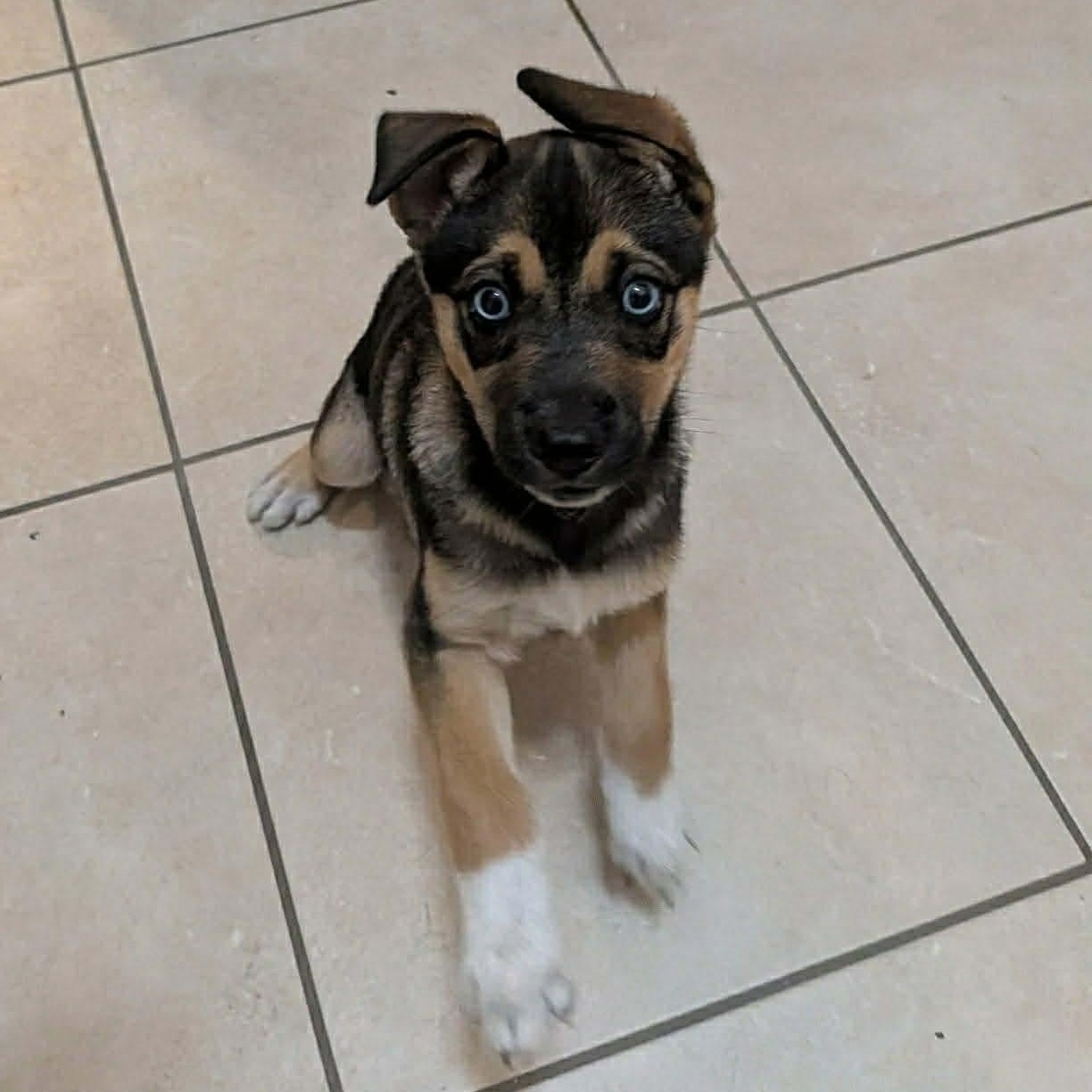 Moose, ADOPTABLE, Puppy Male Shepherd.