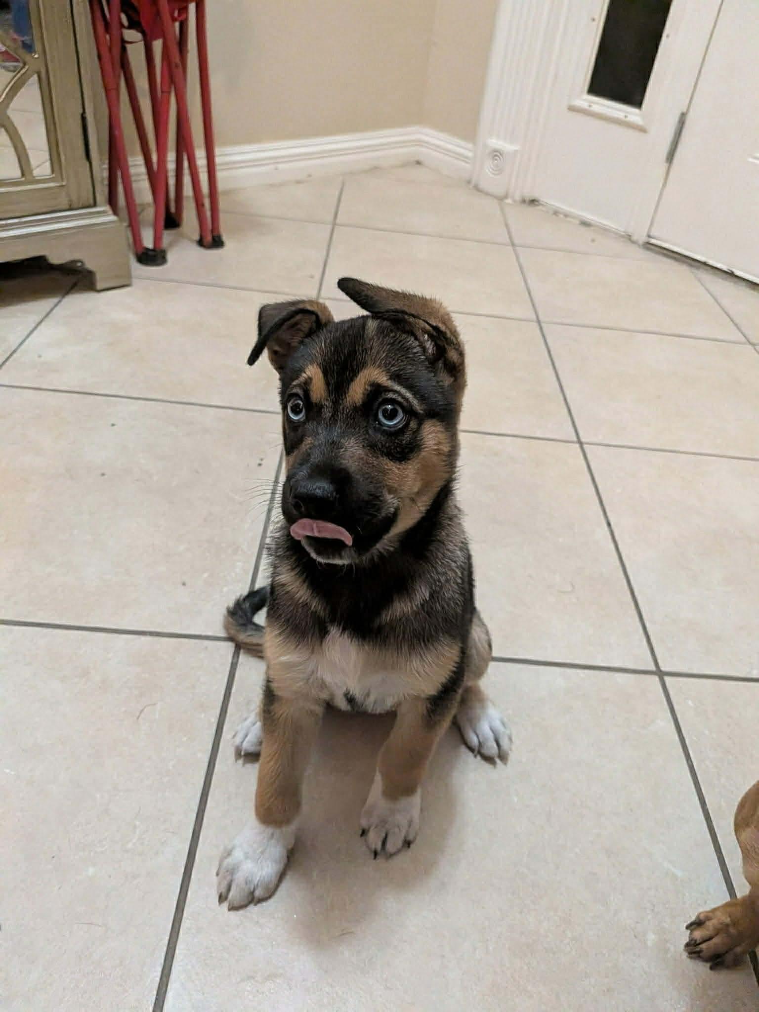 Enlarge Moose, a ADOPTABLE mixed breed in Commerce City, CO image 5/5