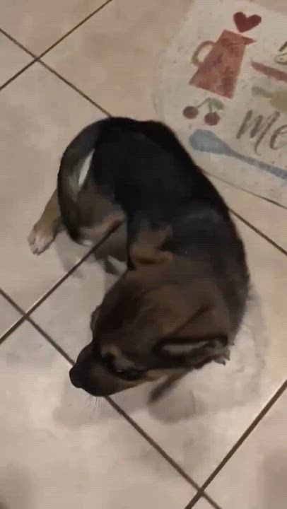 Enlarge Moose, a ADOPTABLE mixed breed in Commerce City, CO video 3/5