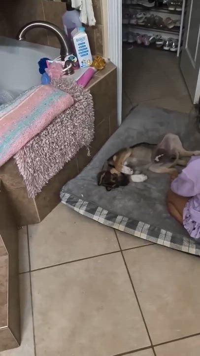 Enlarge Moose, a ADOPTABLE mixed breed in Commerce City, CO video 2/5