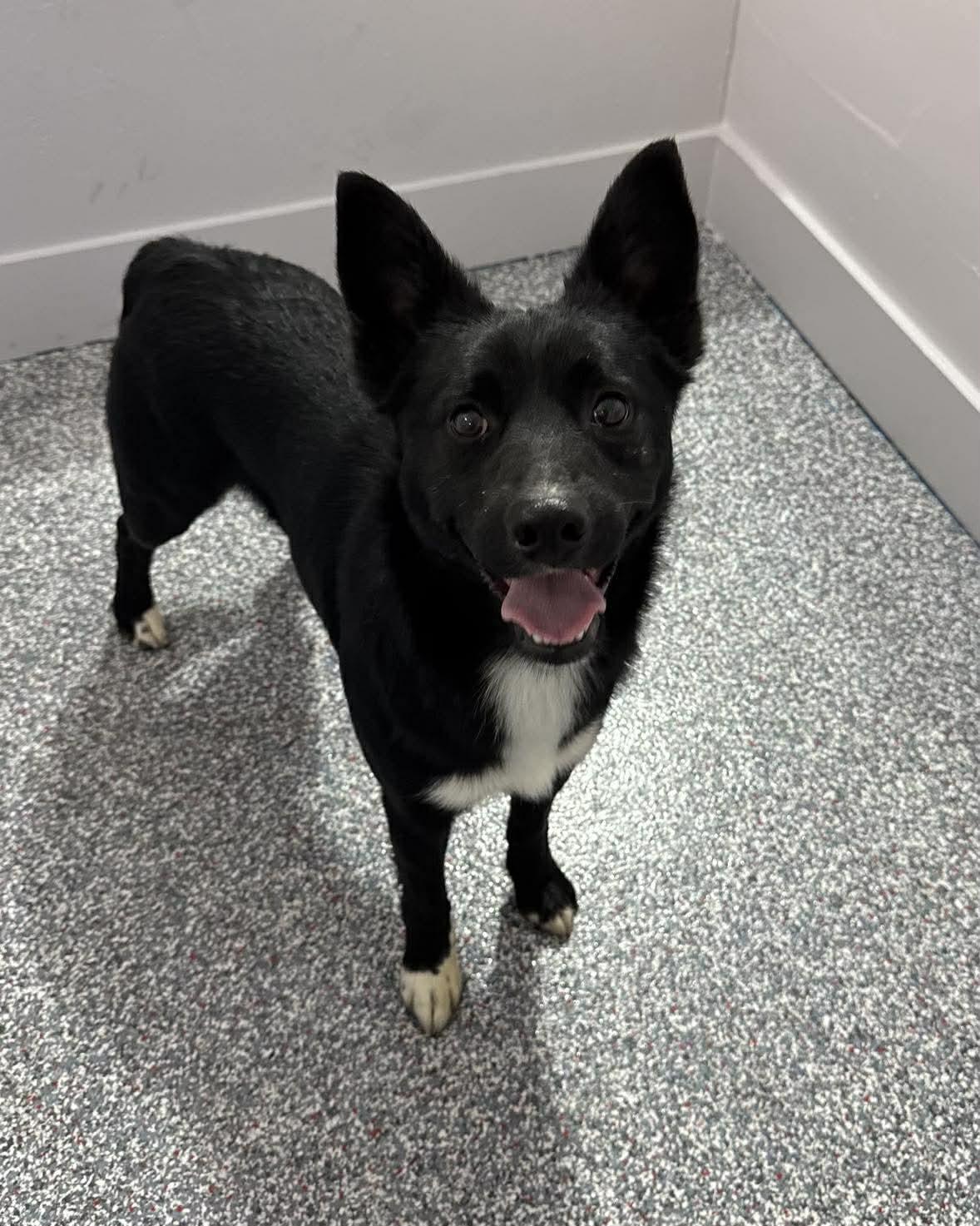 River, adopted, Young Male Border Collie.