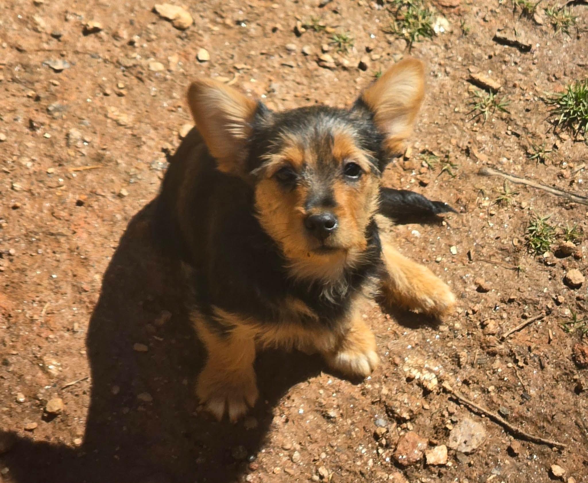 Enlarge Nicodemus, an adopted mixed breed in Marion, NC image 1/3