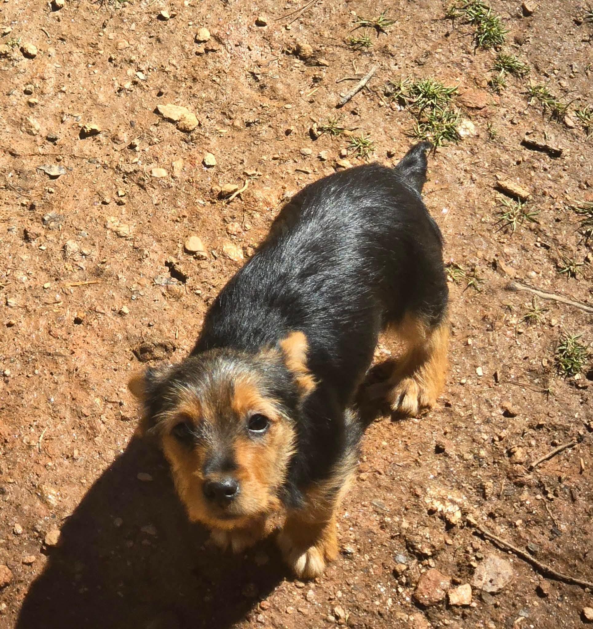 Enlarge Nicodemus, an adopted mixed breed in Marion, NC image 2/3