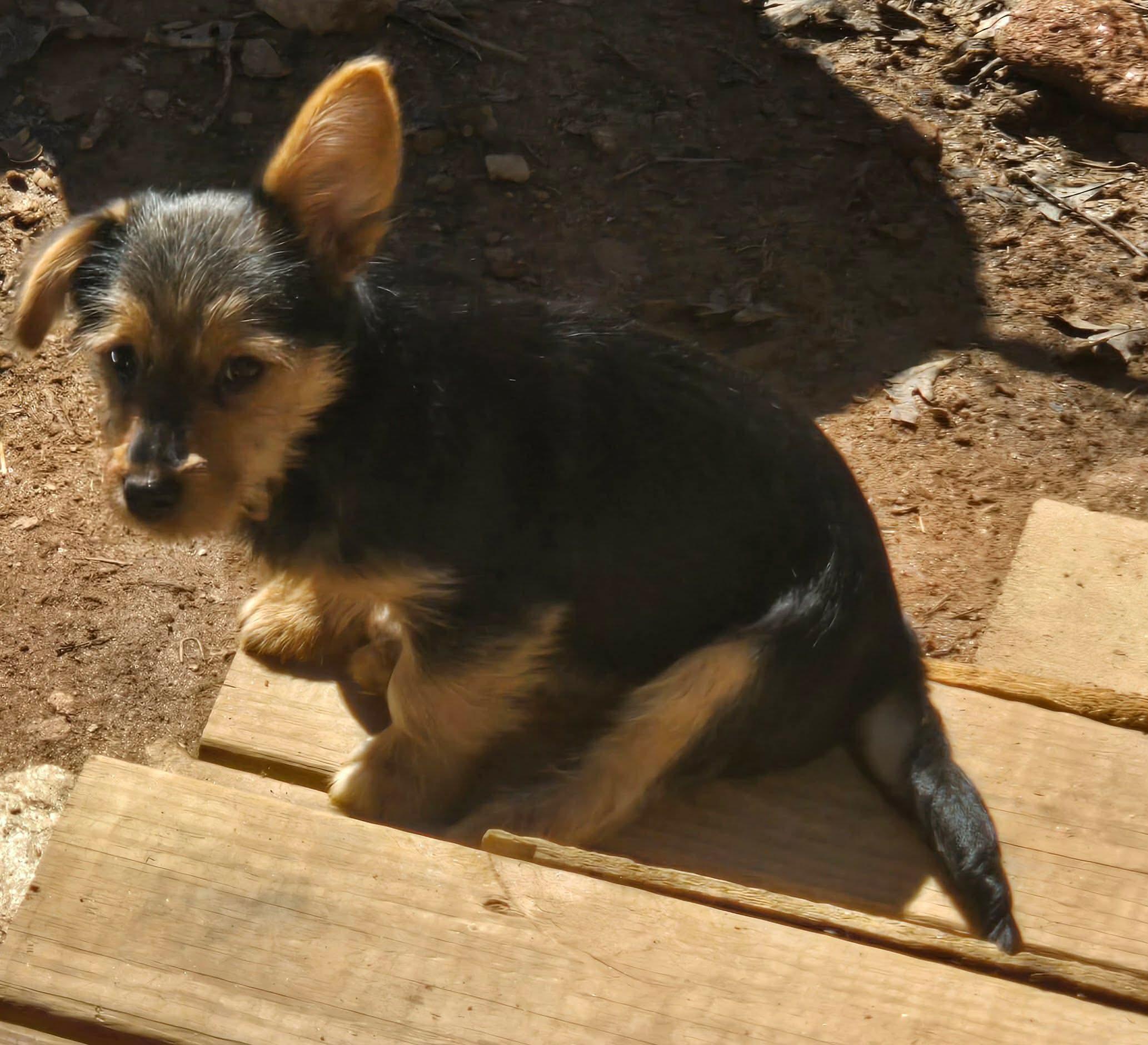 Enlarge Nicodemus, an adopted mixed breed in Marion, NC image 3/3
