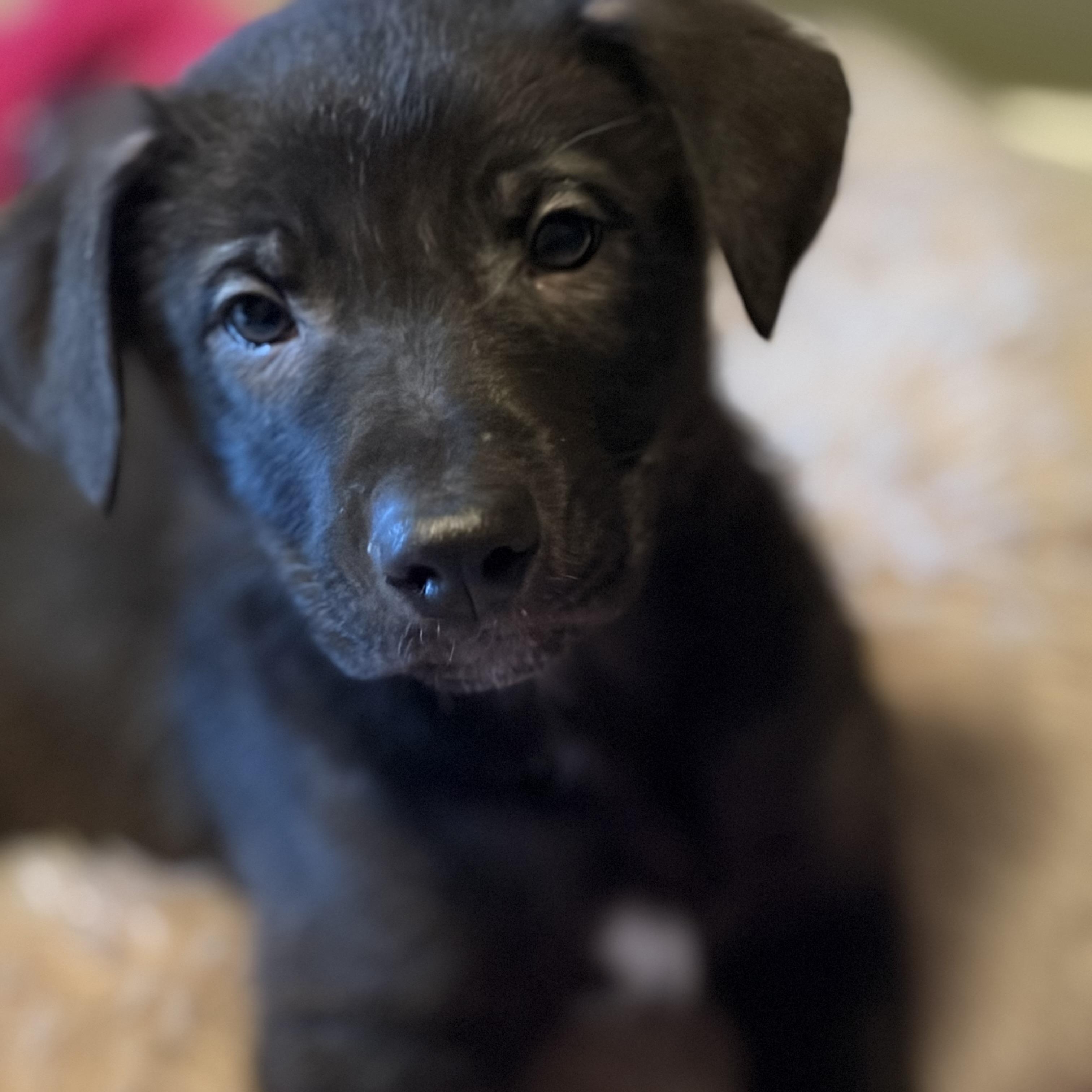 Enlarge Frosty, a Adoptable mixed breed in Mississauga , ON image 4/6