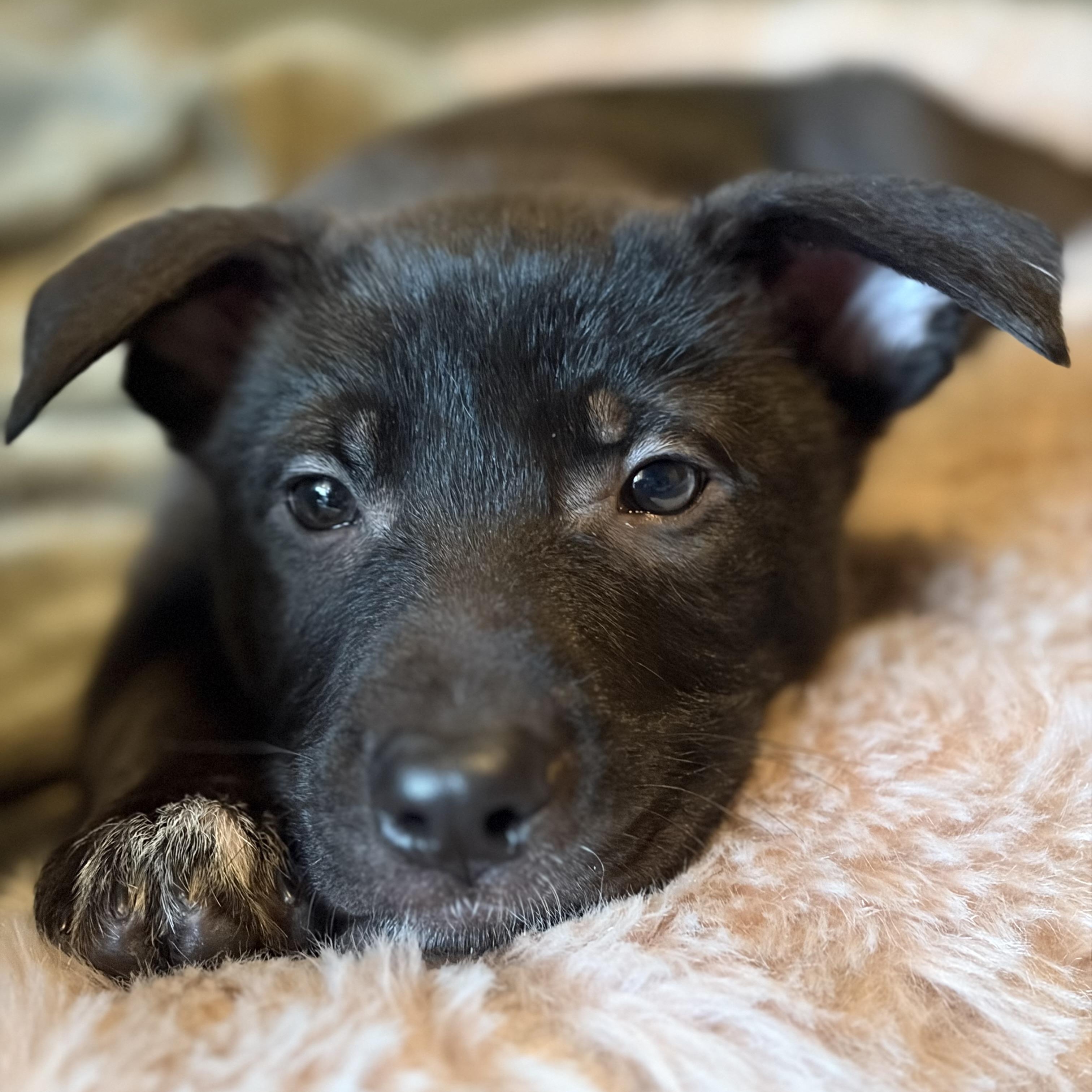 Frosty, Adoptable, Puppy Male German Shepherd Dog & Australian Cattle Dog / Blue Heeler.