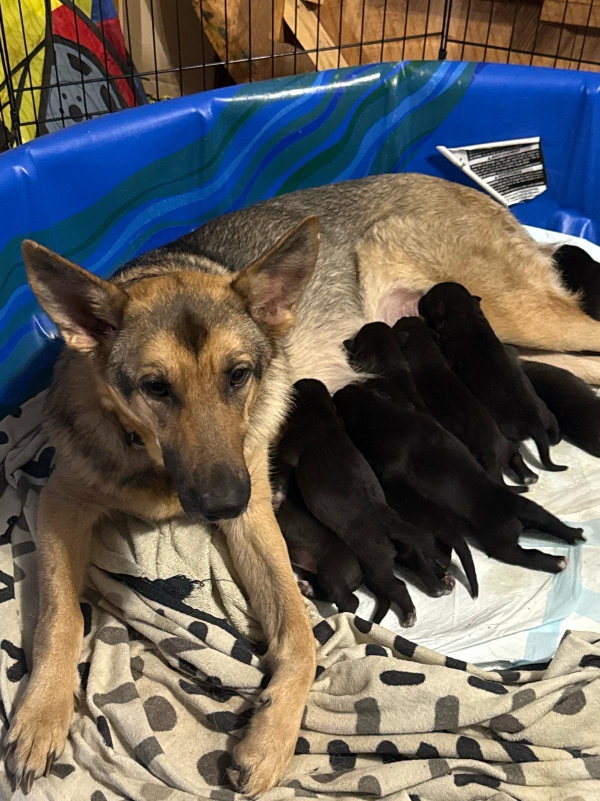 Enlarge Frosty, a Adoptable mixed breed in Mississauga , ON image 5/6