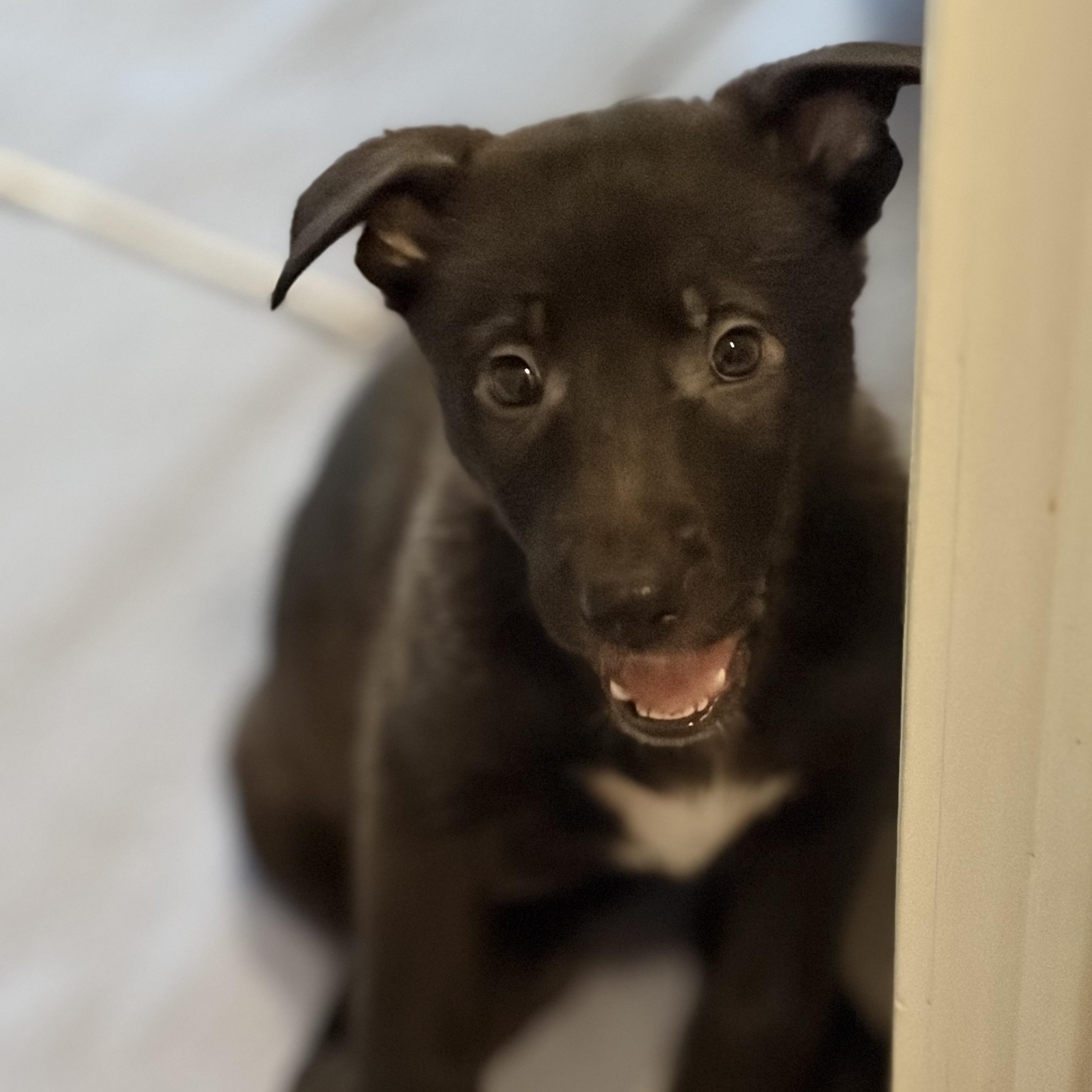 Enlarge Frosty, a Adoptable mixed breed in Mississauga , ON image 2/6