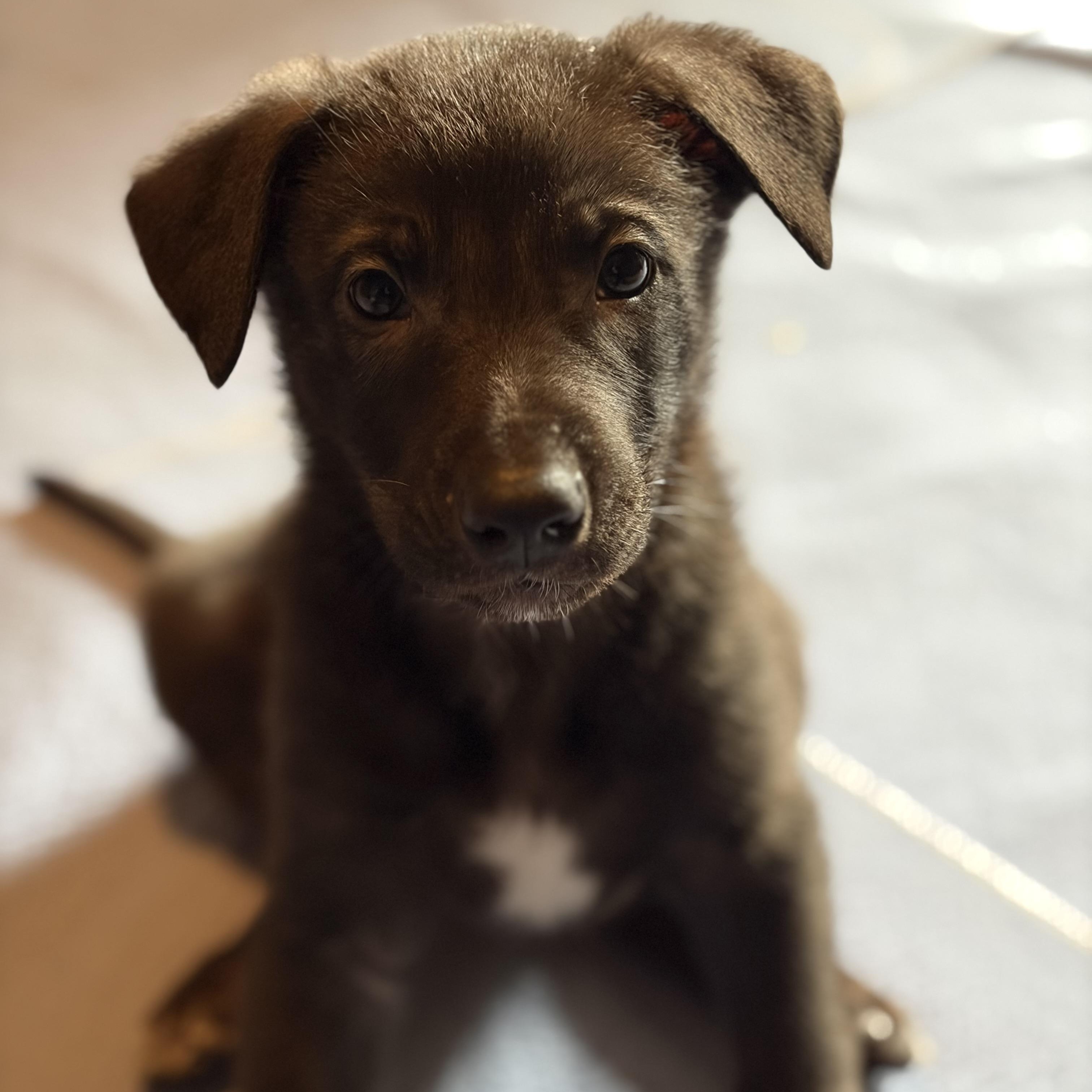 Enlarge Frosty, a Adoptable mixed breed in Mississauga , ON image 3/6