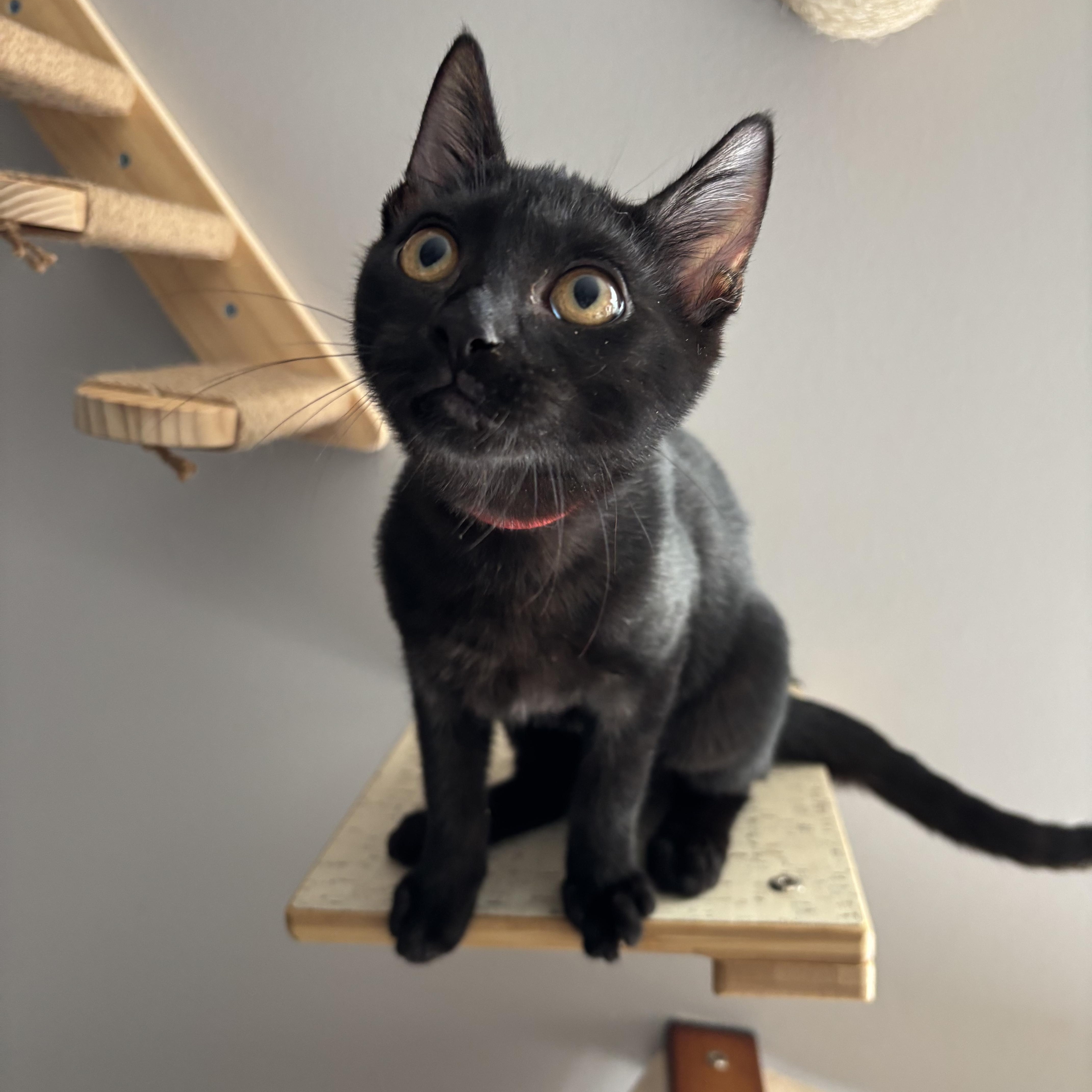 Enlarge Miss Scarlett, a Adoptable Domestic Short Hair in DICKSON, TN image 2/4