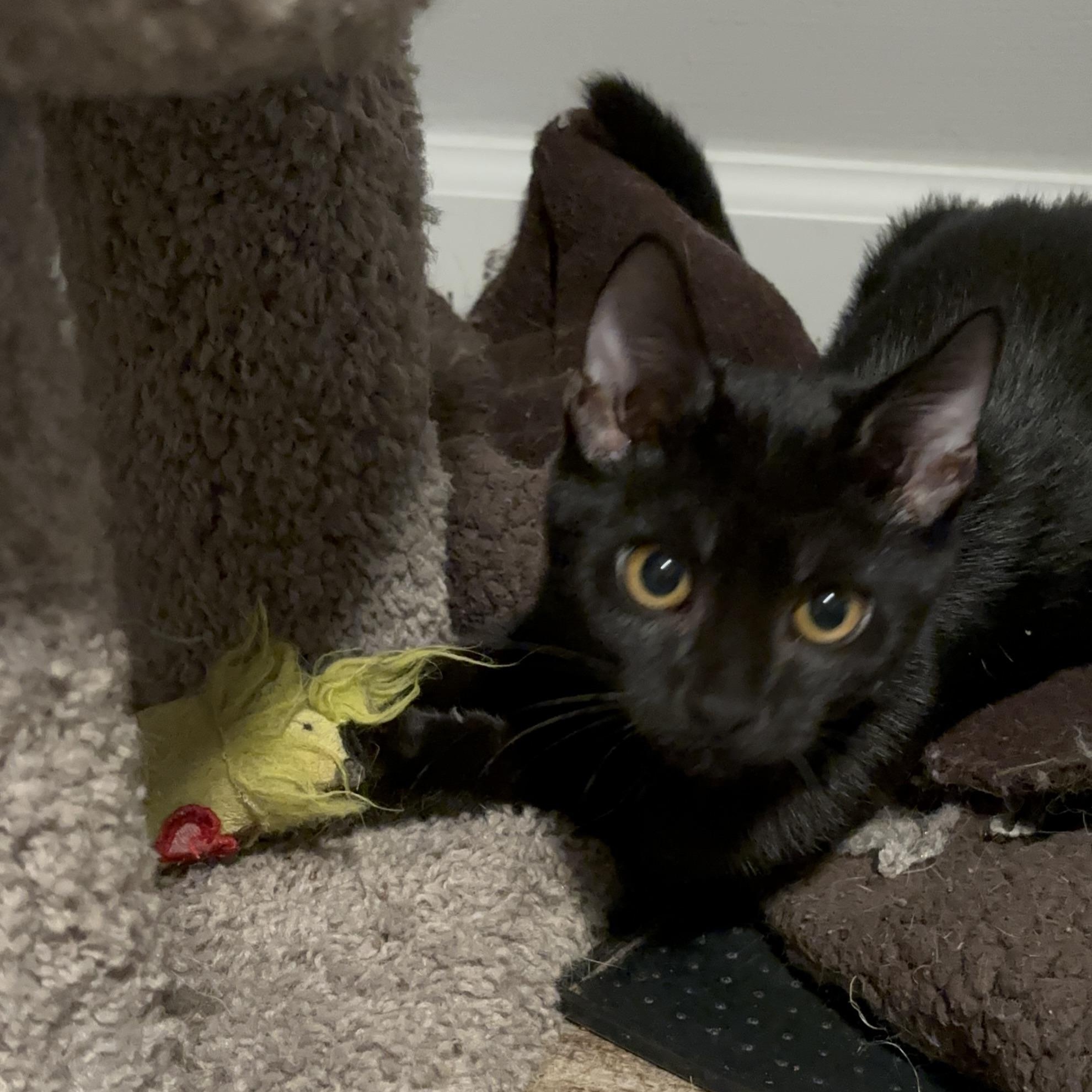 Enlarge Miss Scarlett, a Adoptable Domestic Short Hair in DICKSON, TN image 3/4