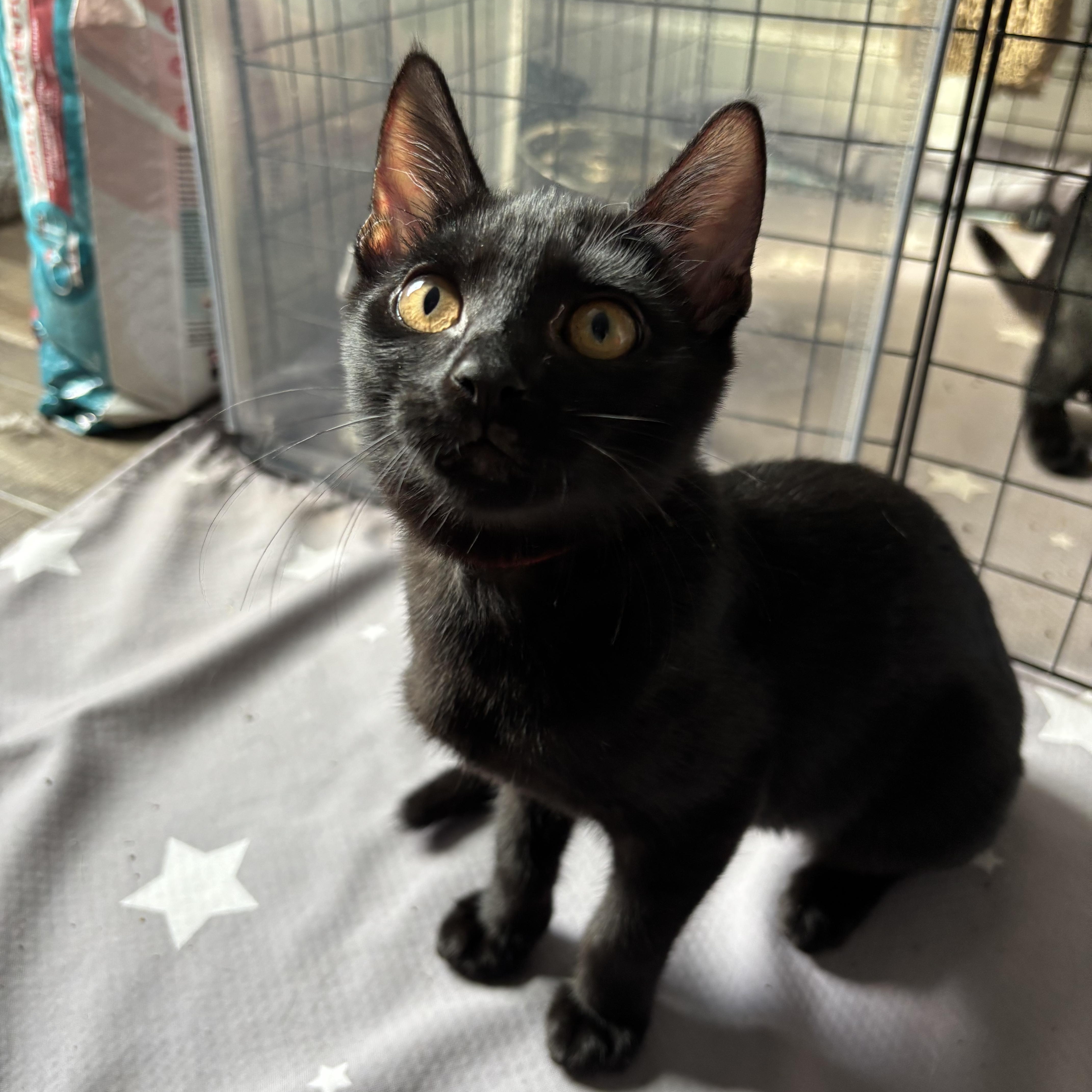 Enlarge Miss Scarlett, a Adoptable Domestic Short Hair in DICKSON, TN image 4/4