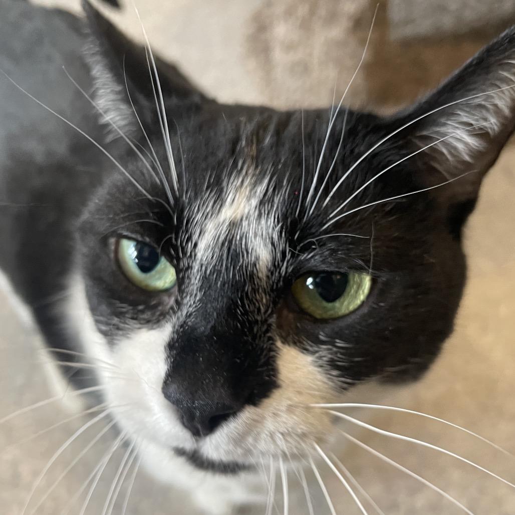 Oreo, Adoptable, Adult Female Domestic Short Hair.
