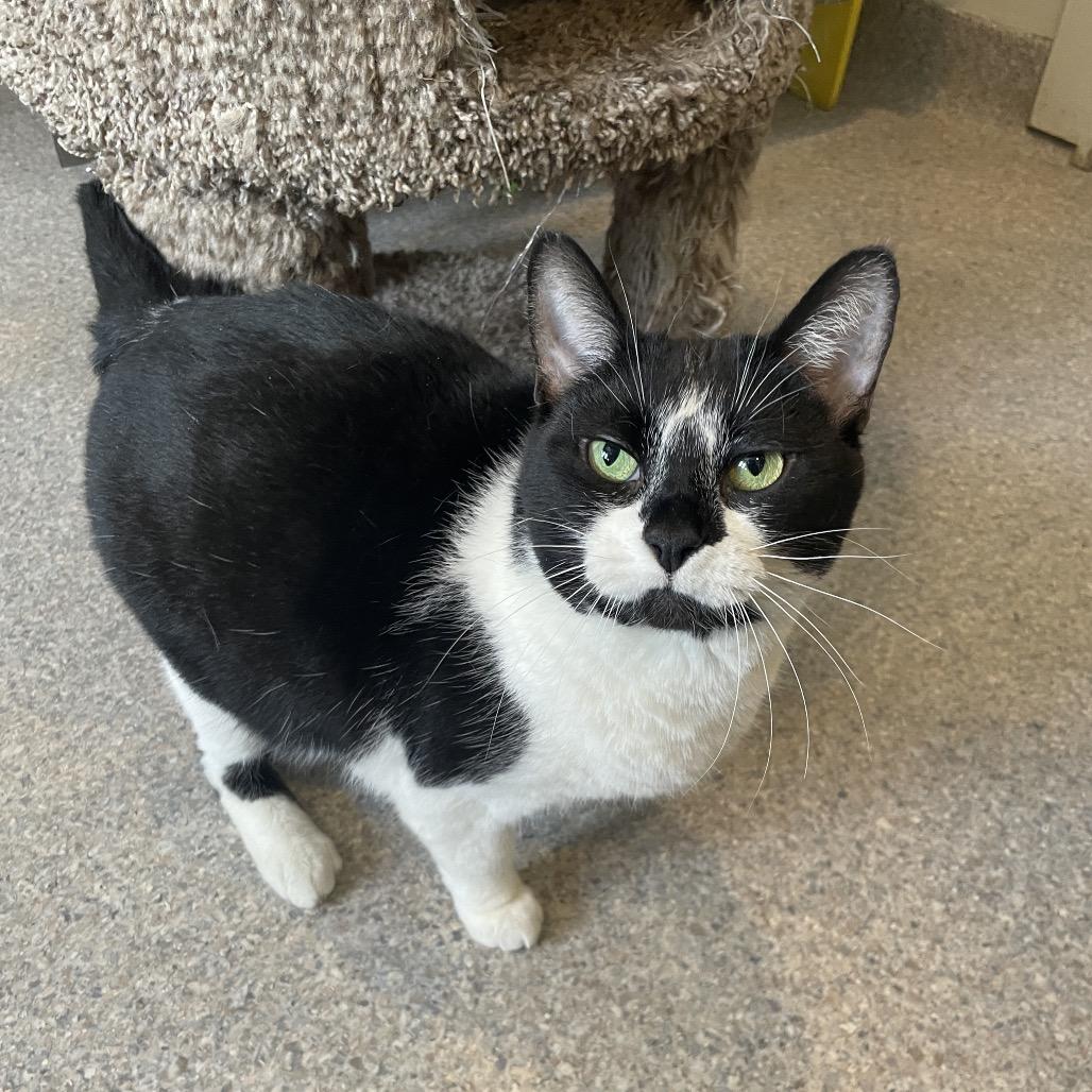 Enlarge Oreo, a Adoptable Domestic Short Hair in South Haven, MI image 2/6