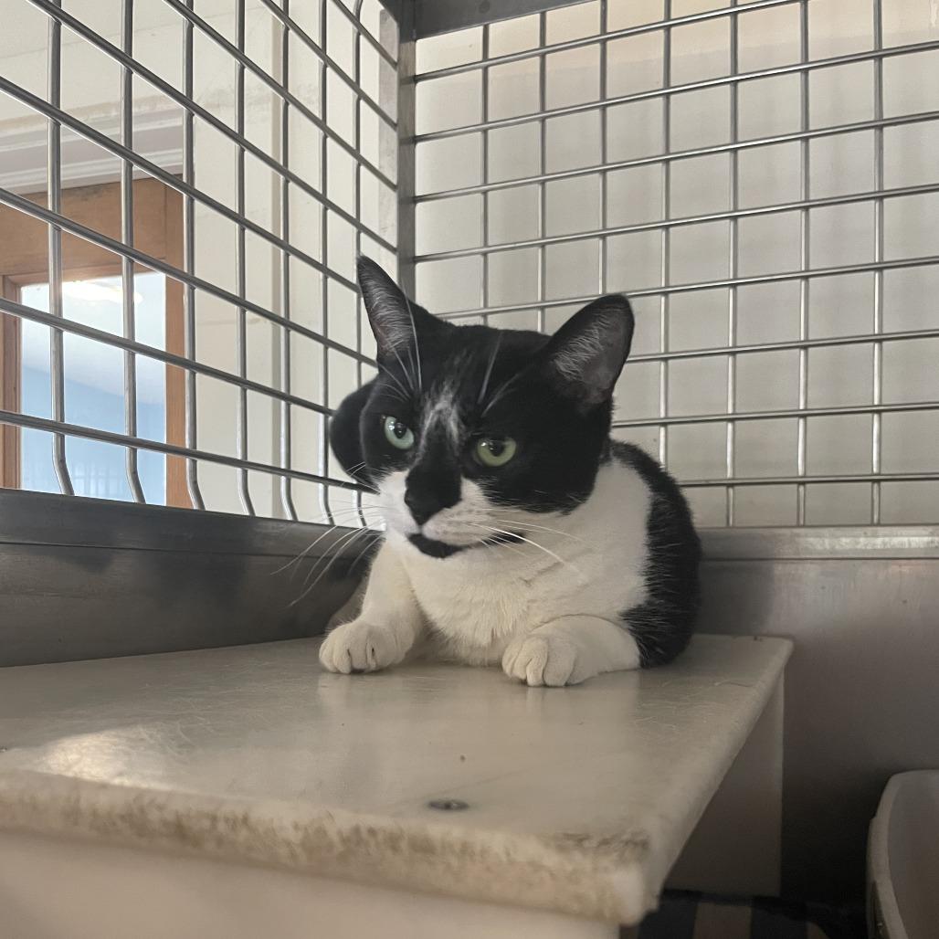 Oreo, Adoptable, Adult Female Domestic Short Hair.