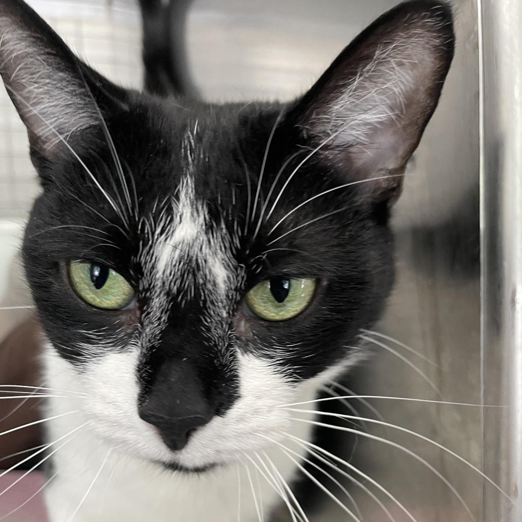 Oreo, a Adoptable Domestic Short Hair in South Haven, MI image 4/6