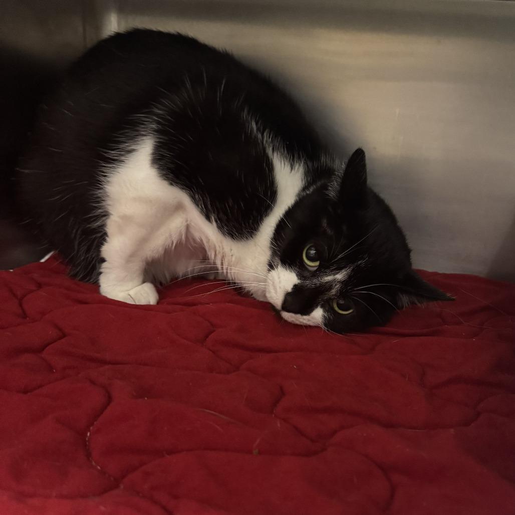 Oreo, a Adoptable Domestic Short Hair in South Haven, MI image 5/6