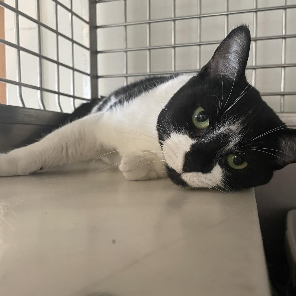 Enlarge Oreo, a Adoptable Domestic Short Hair in South Haven, MI image 5/6