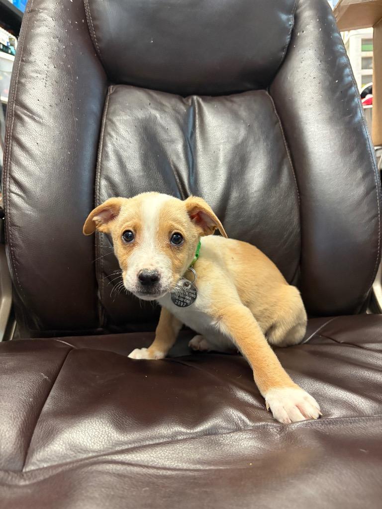 Enlarge Nutcracker, a Adoptable mixed breed in Reno, NV image 1/1