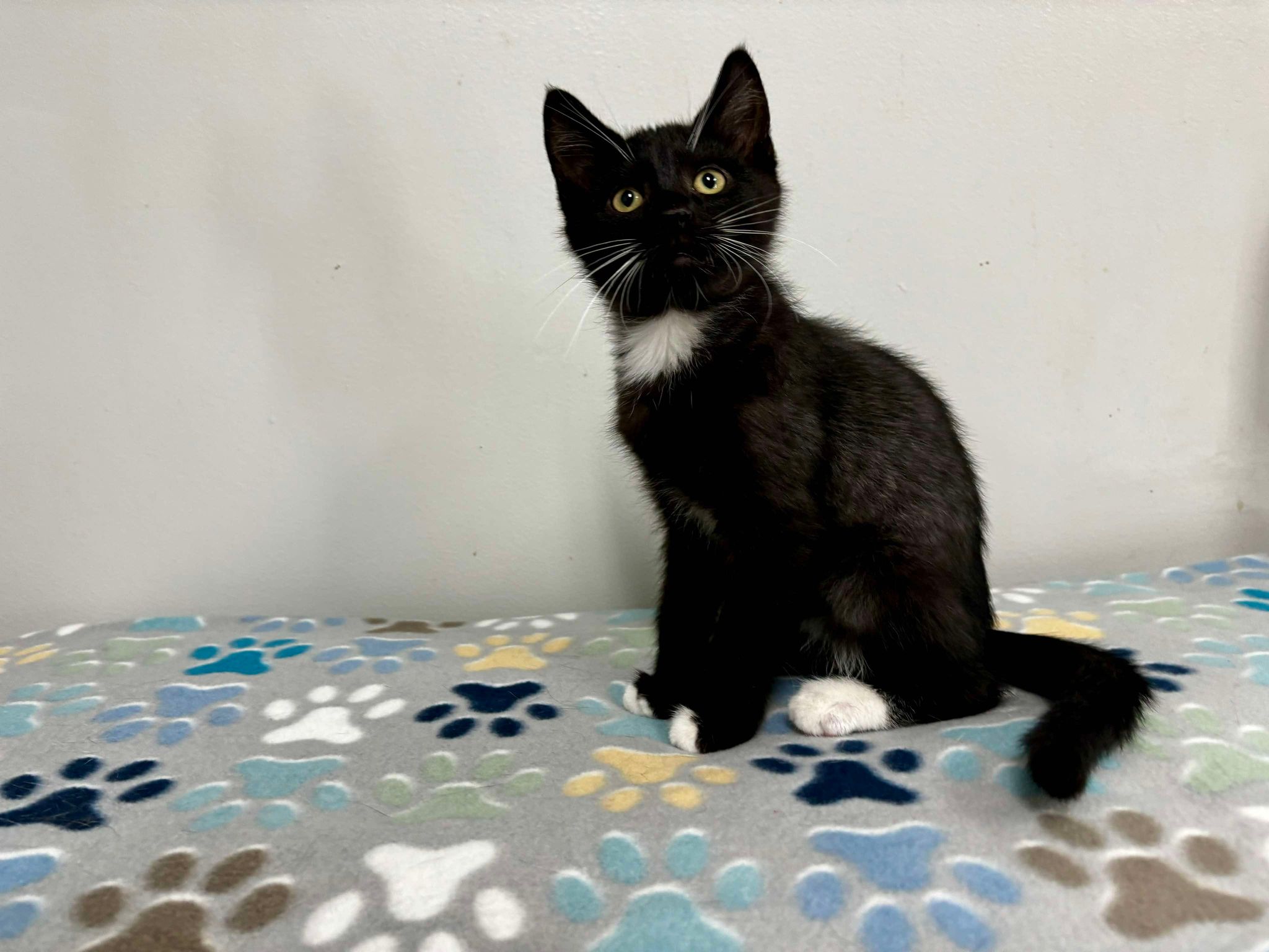 Cat for adoption Nugget, a Domestic Short Hair & American Shorthair