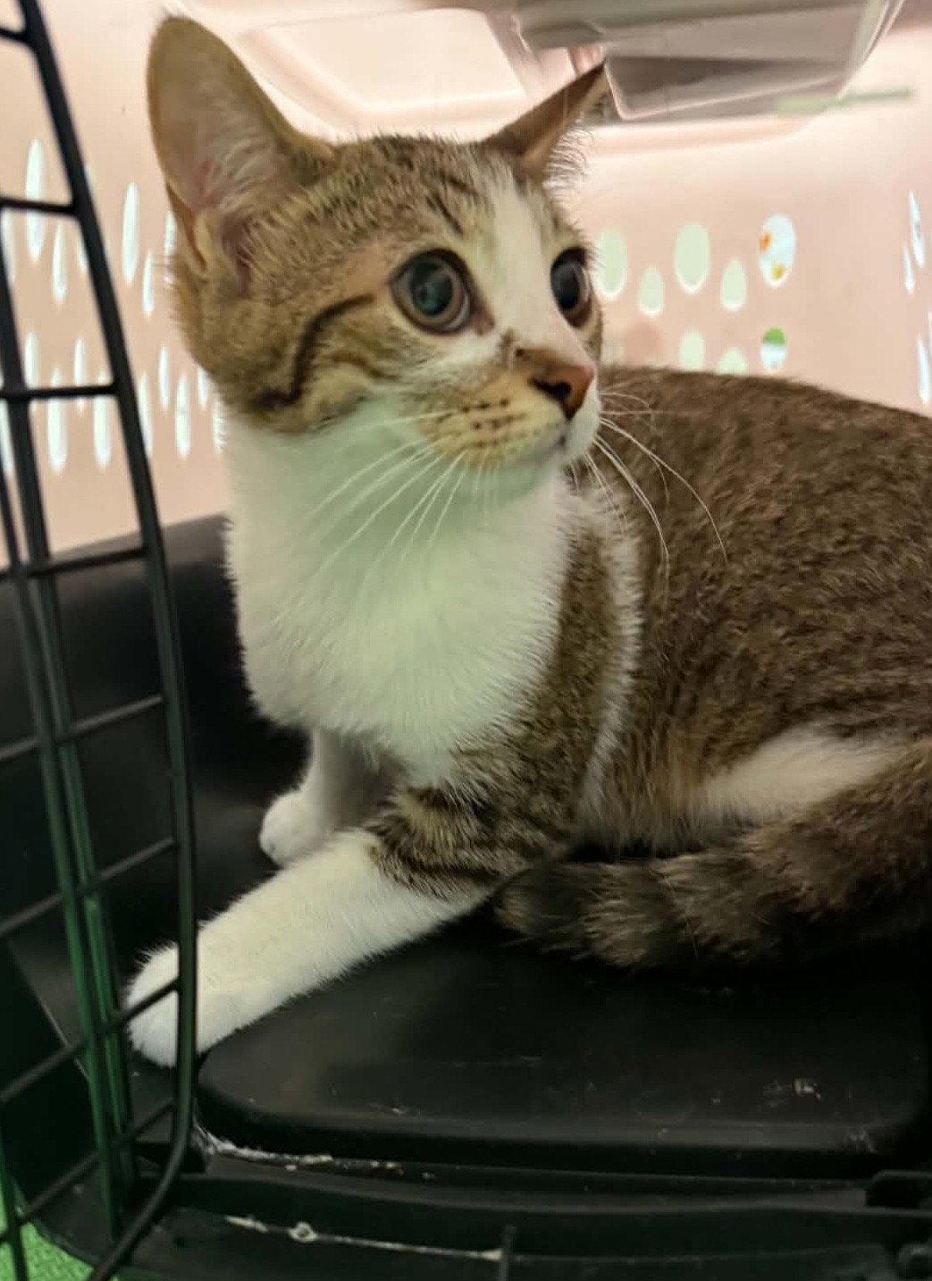 KALE, Adoptable, Kitten Male Domestic Short Hair.