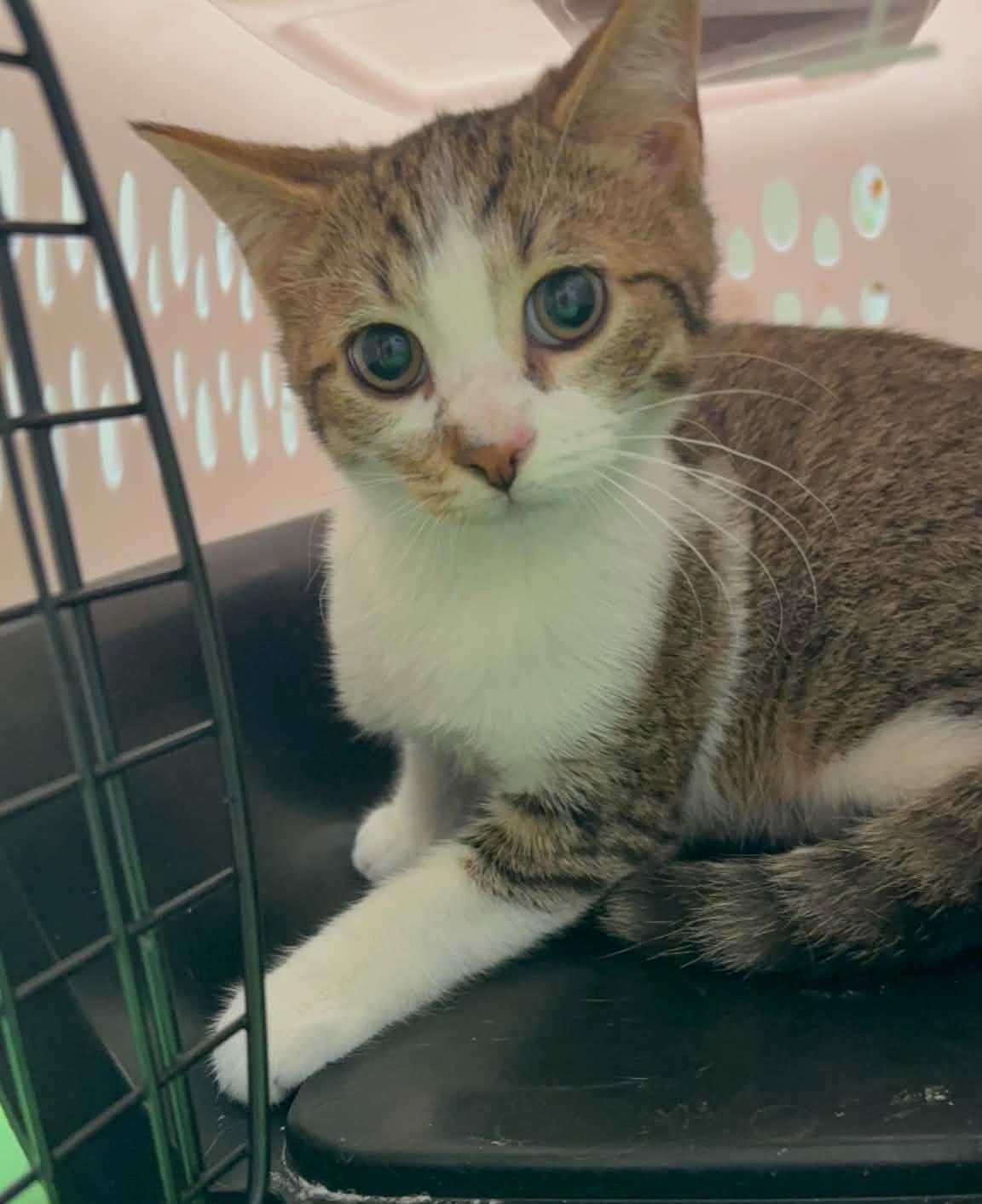 Enlarge KALE, a Adoptable Domestic Short Hair in Minesing, ON image 2/3