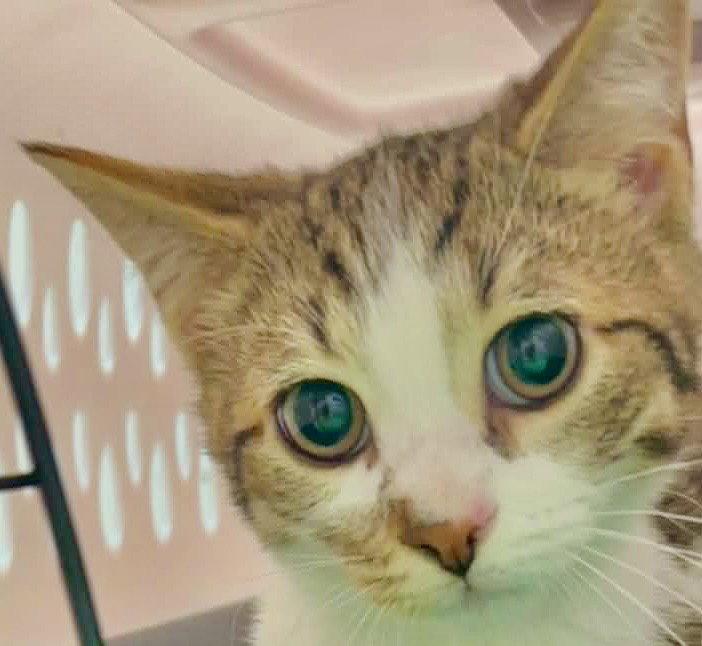 Enlarge KALE, a Adoptable Domestic Short Hair in Minesing, ON image 3/3