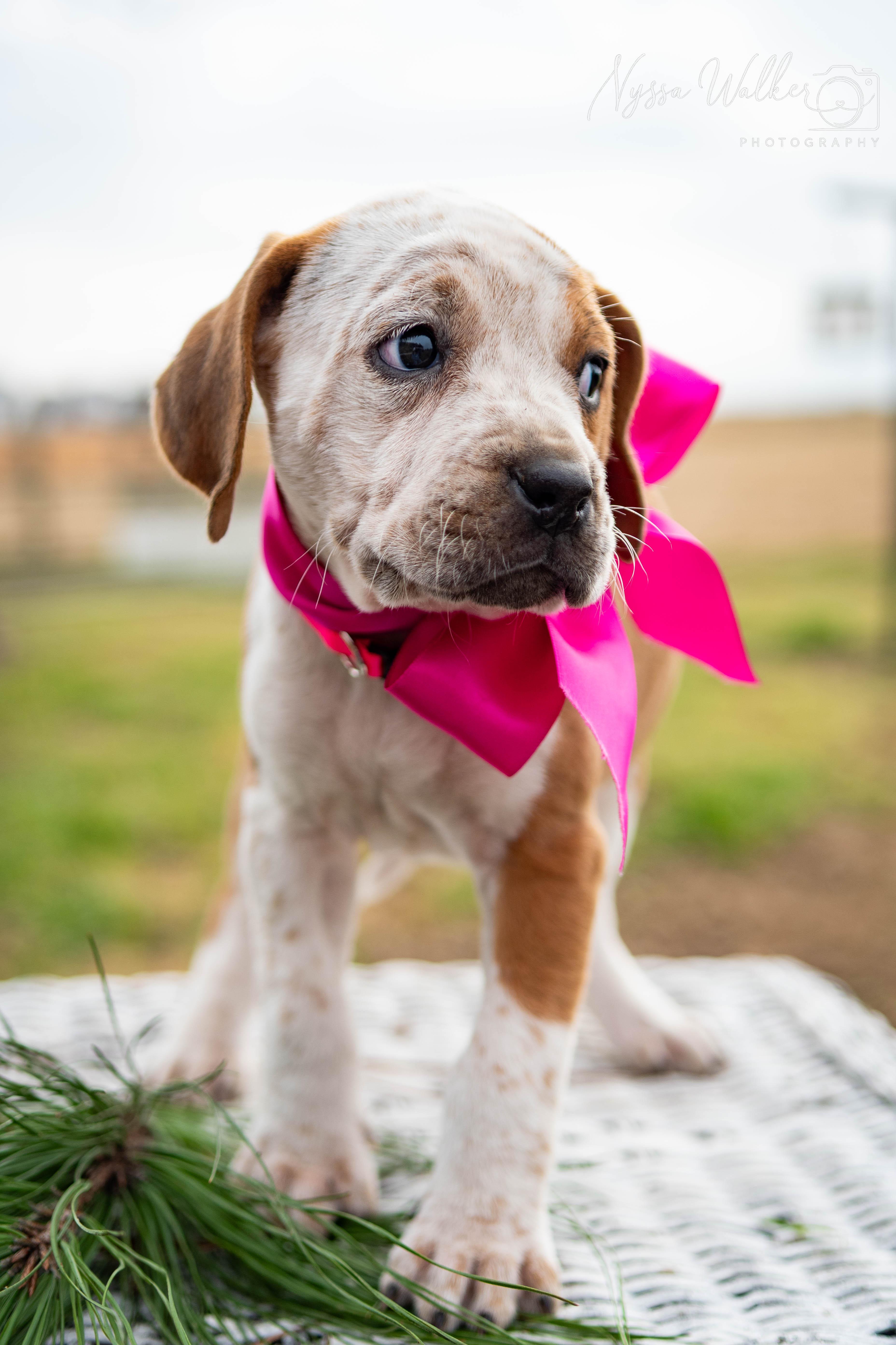Enlarge Alder (Female), a Adoptable English Coonhound in TULSA, OK image 3/6