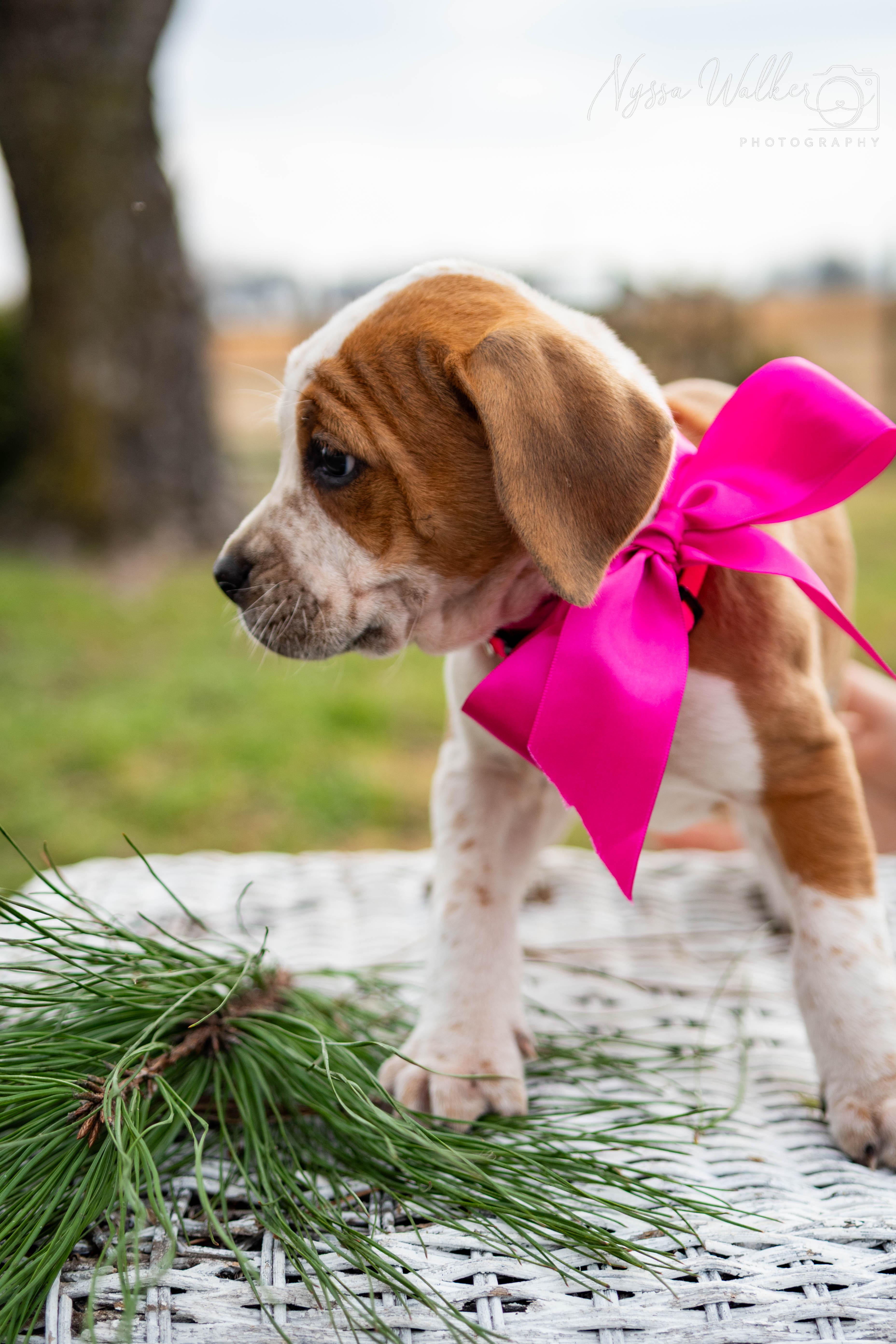 Enlarge Alder (Female), a Adoptable English Coonhound in TULSA, OK image 5/6